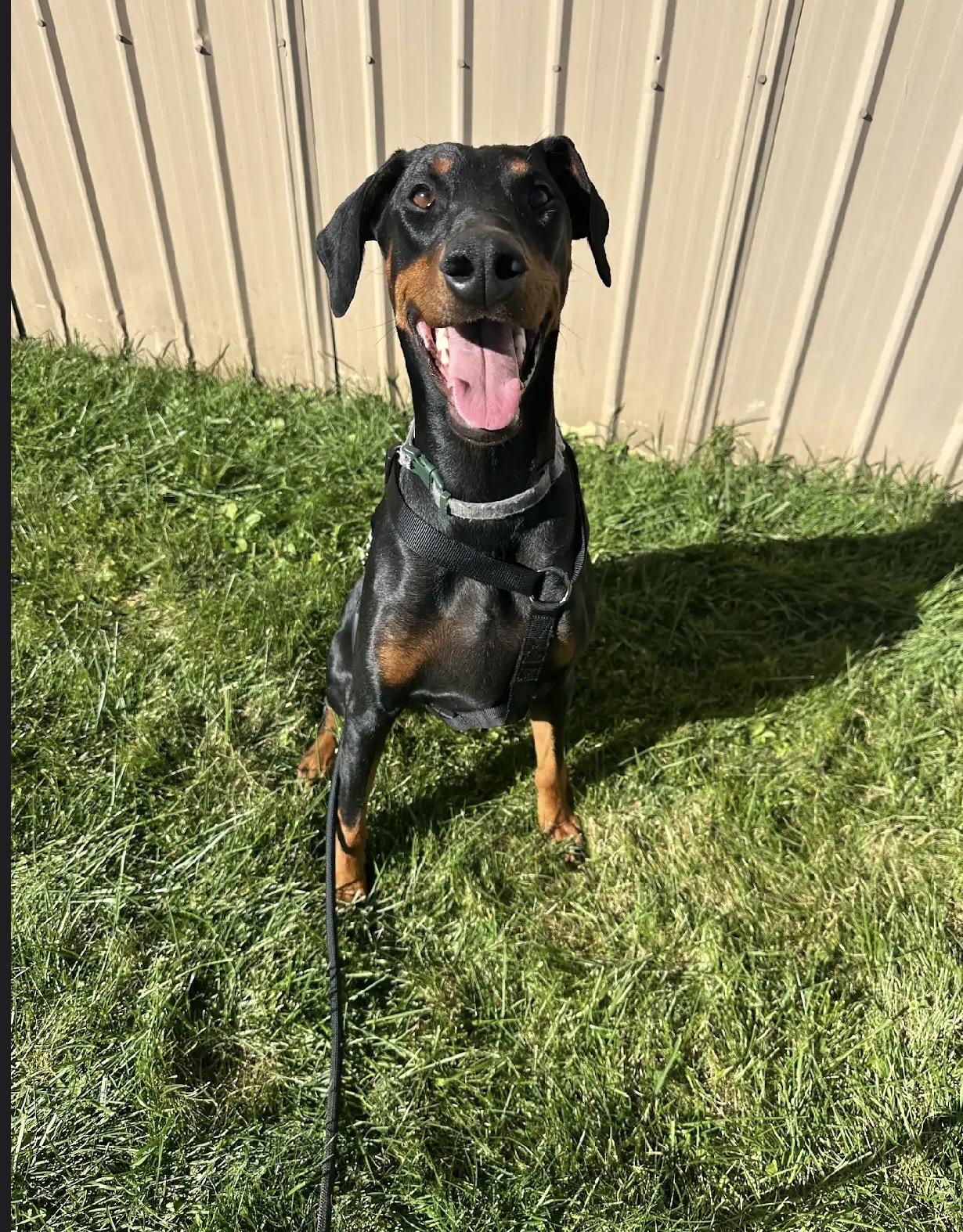 Enlarge Ruby, a Adoptable Doberman Pinscher in White Lake, MI image 2/2