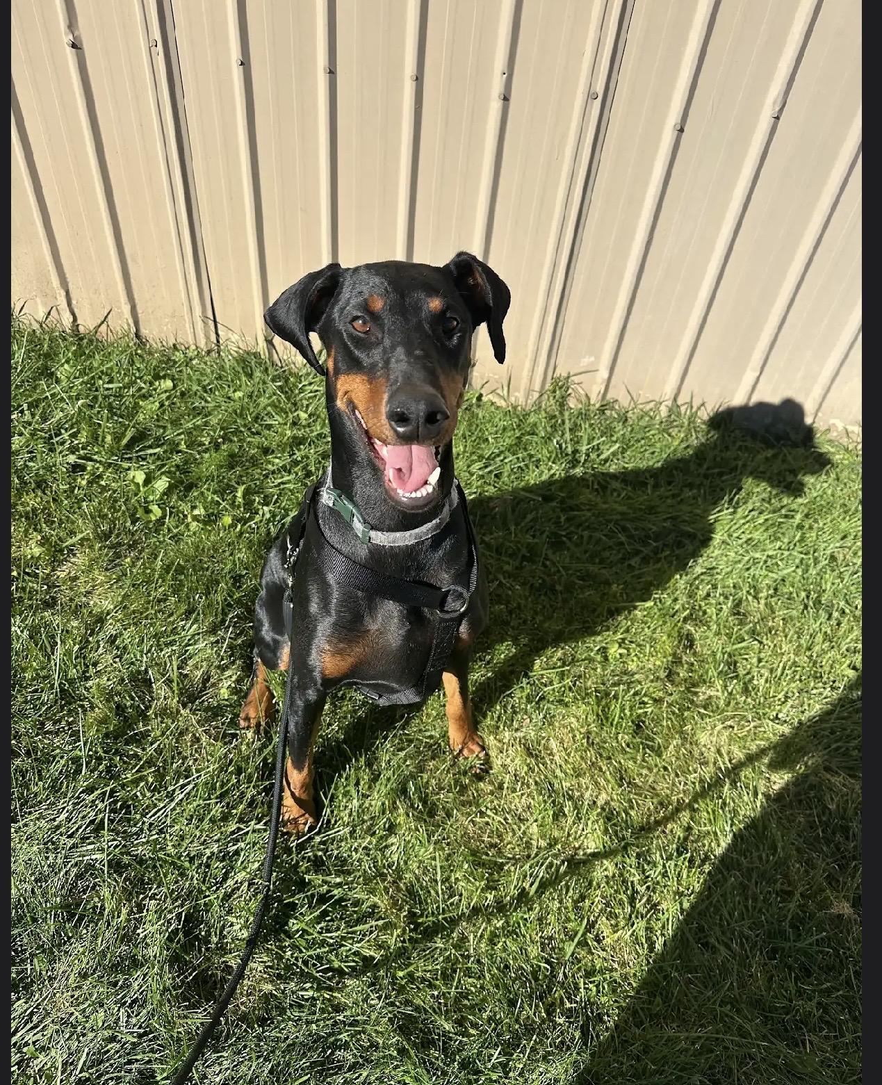 Enlarge Ruby, a Adoptable Doberman Pinscher in White Lake, MI image 1/2