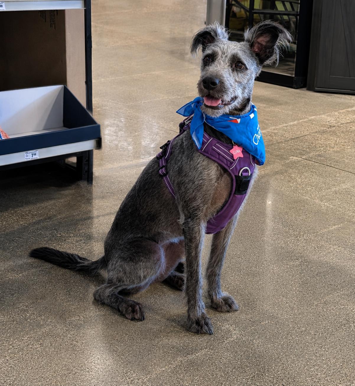 Luna, Adoptable, Adult Female Schnoodle.
