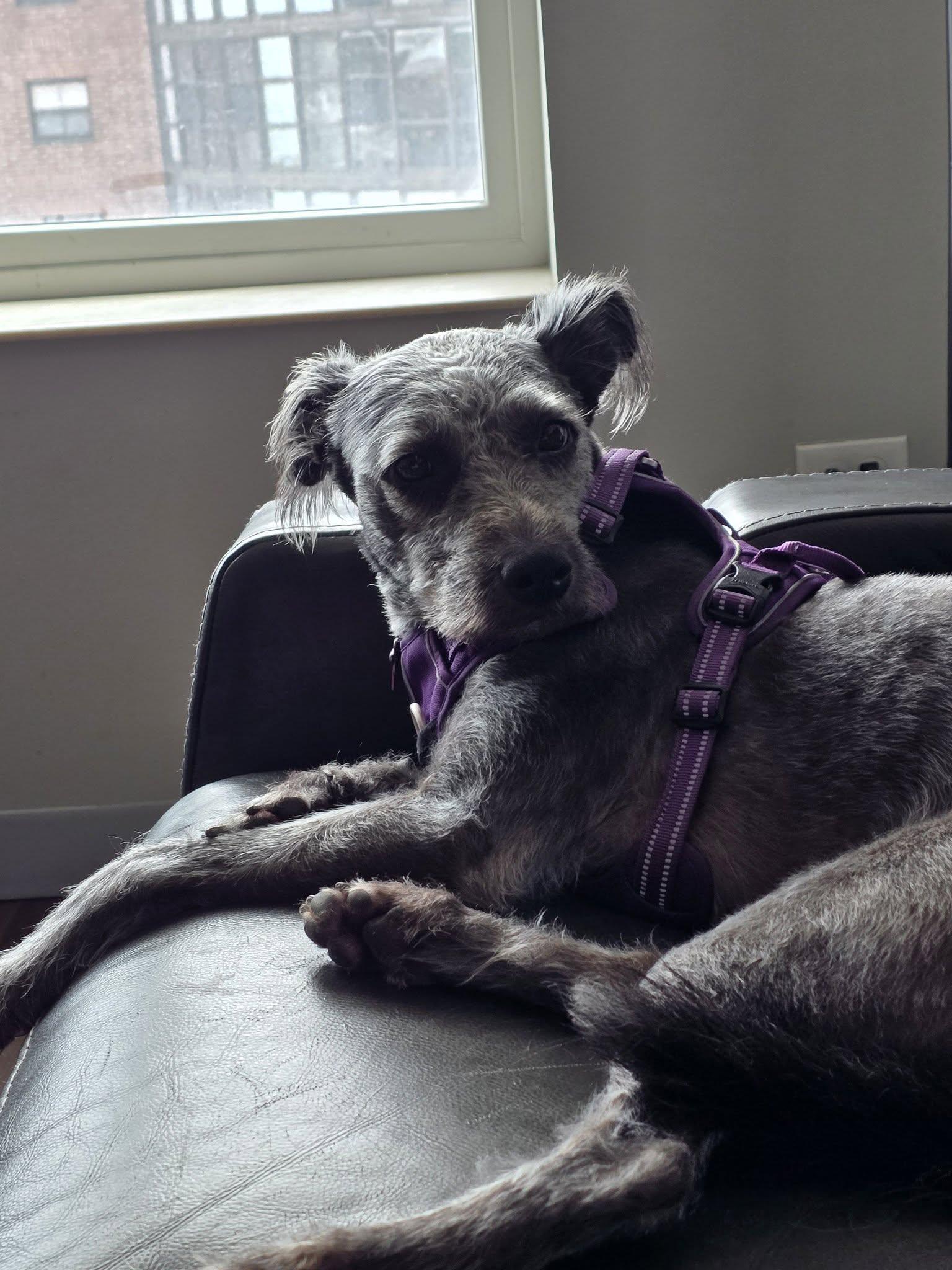 Enlarge Luna, a Adoptable mixed breed in Hoffman Estates, IL image 3/4