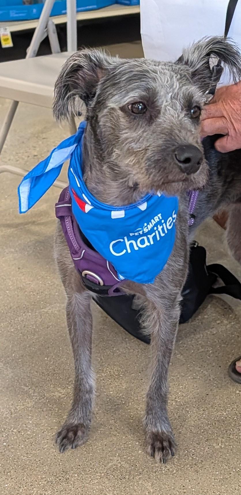 Enlarge Luna, a Adoptable mixed breed in Hoffman Estates, IL image 2/4