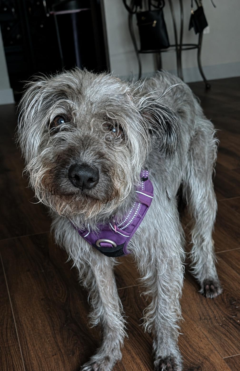 Enlarge Luna, a Adoptable mixed breed in Hoffman Estates, IL image 4/4
