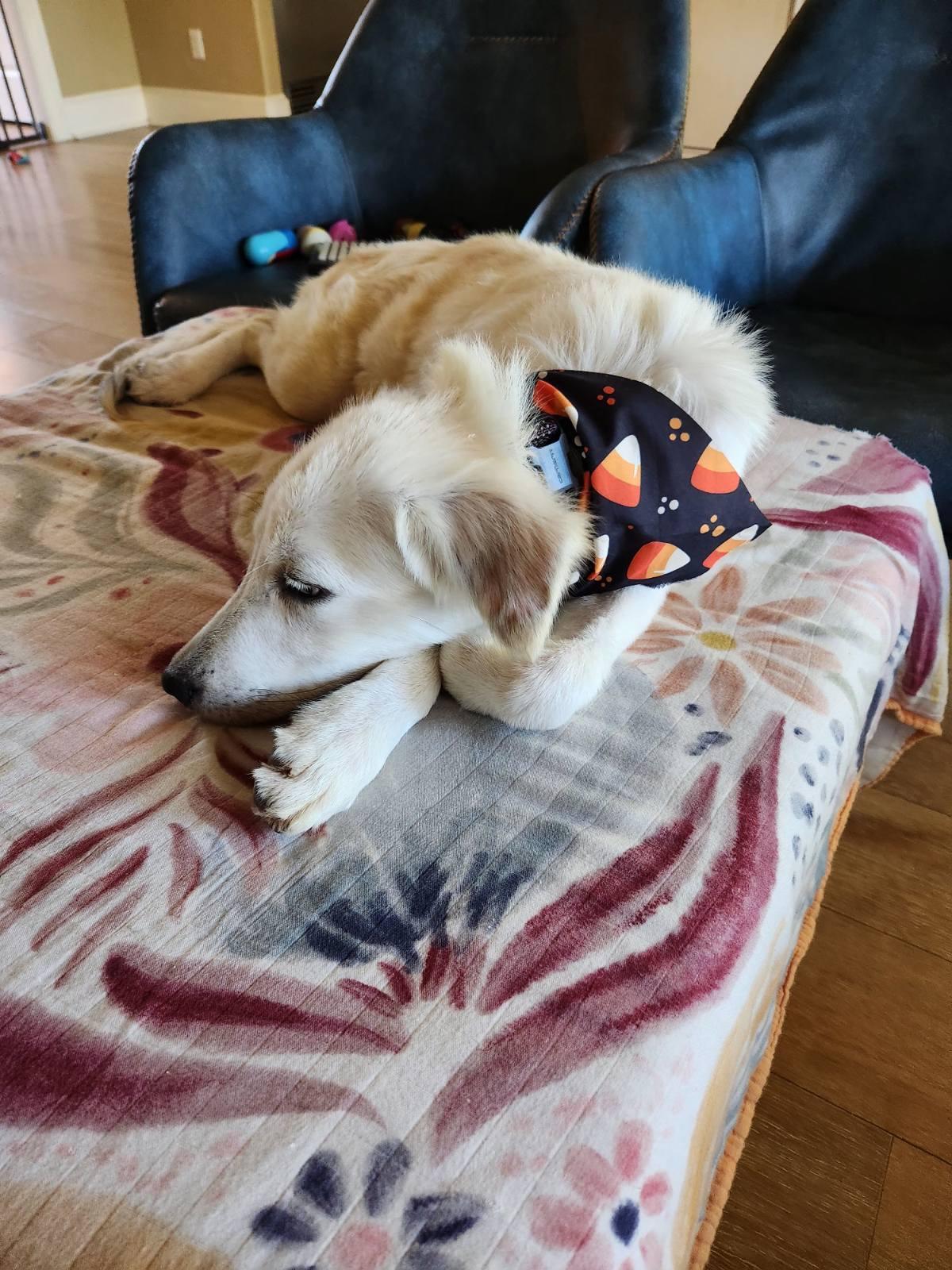 Enlarge Lennox, an adopted mixed breed in Tyler, TX image 1/4