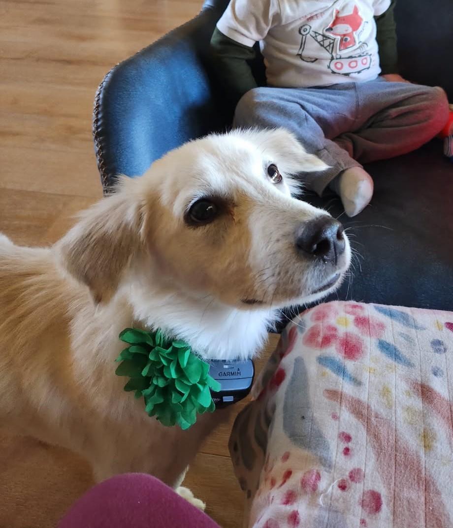 Enlarge Lennox, an adopted mixed breed in Tyler, TX image 2/4