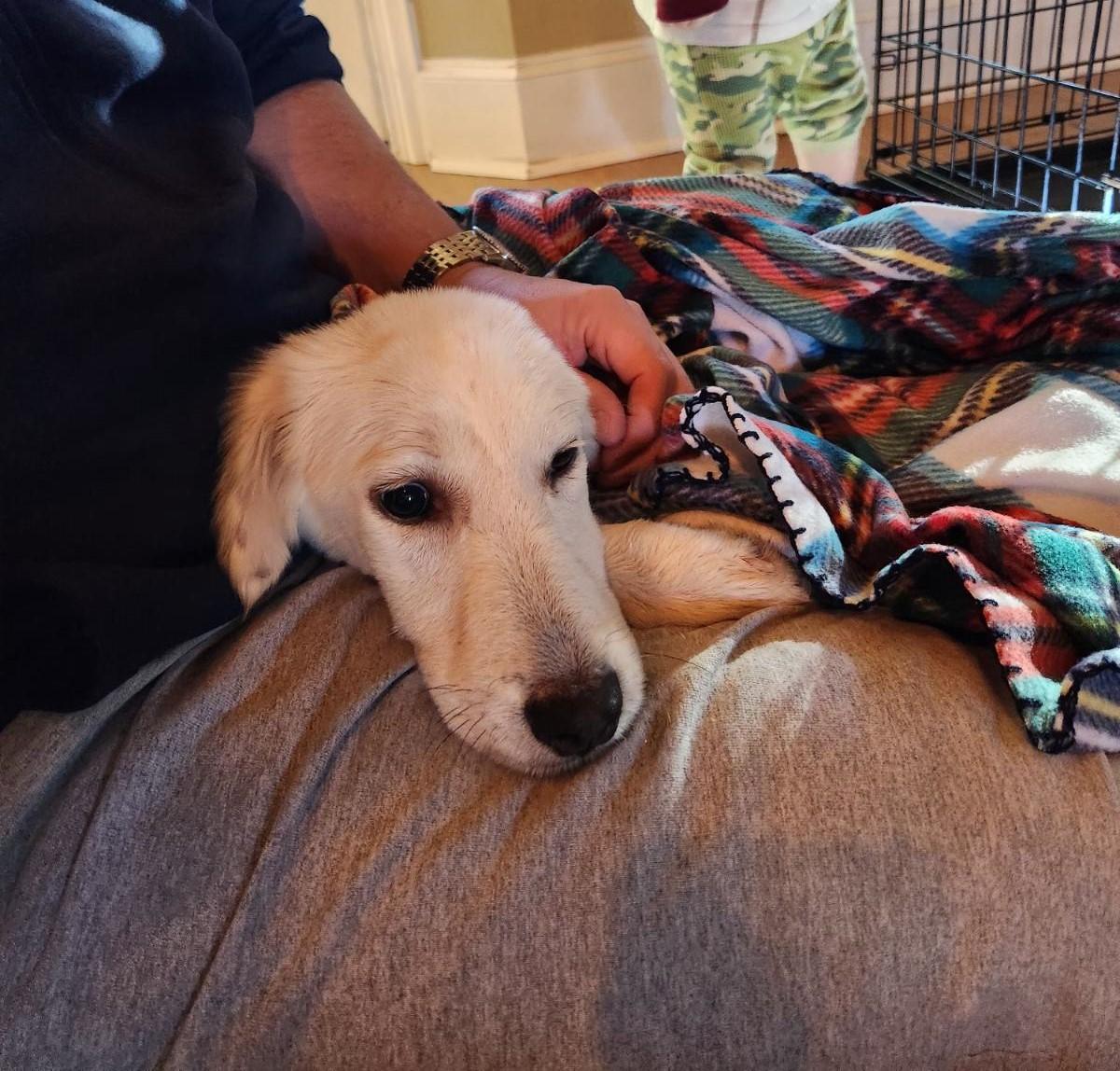 Enlarge Lennox, an adopted mixed breed in Tyler, TX image 3/4