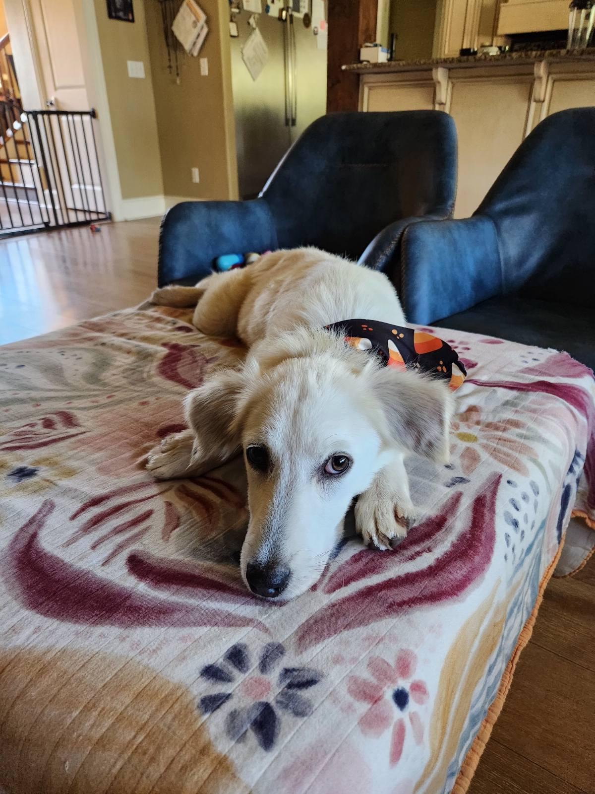 Enlarge Lennox, an adopted mixed breed in Tyler, TX image 4/4