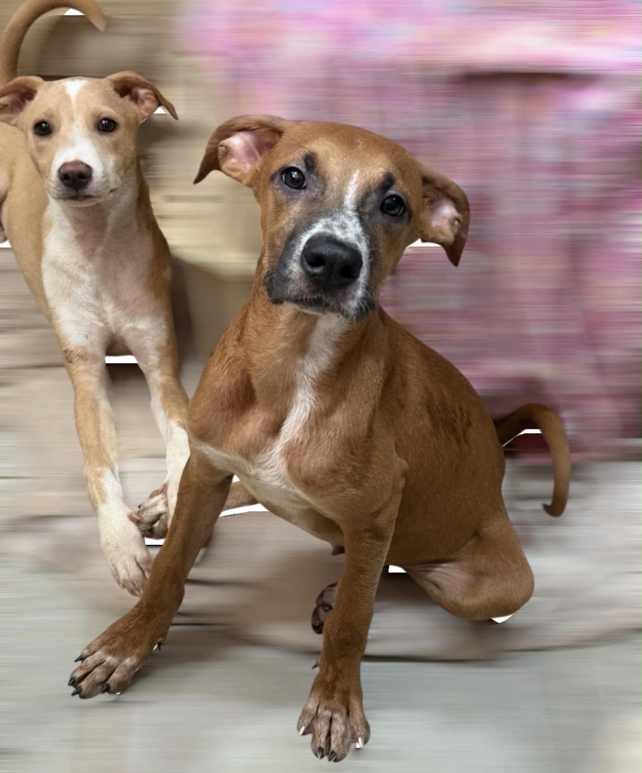 Eddie, a ADOPTABLE mixed breed in Oceanside, CA image 3/3
