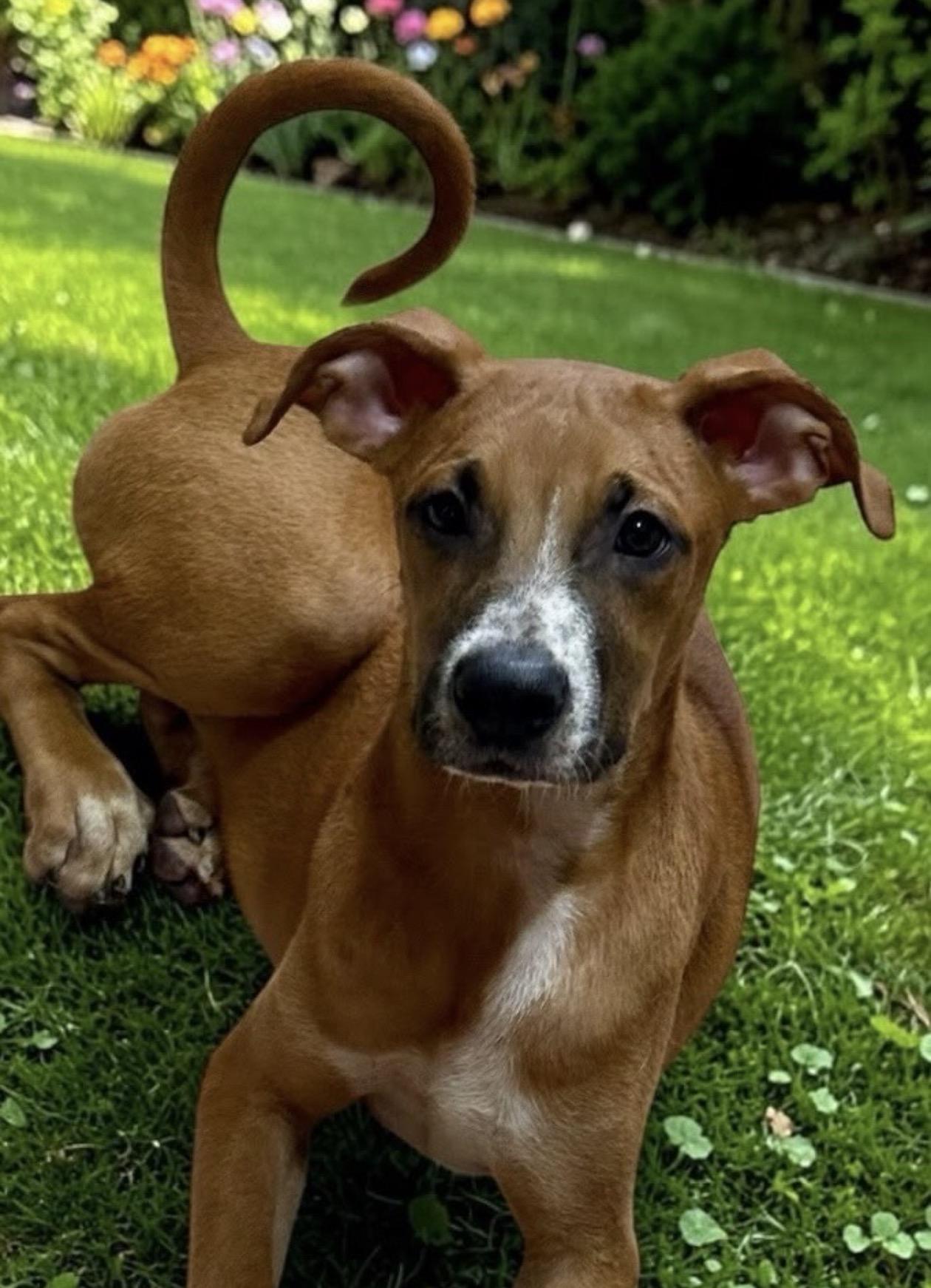 Eddie, a ADOPTABLE mixed breed in Oceanside, CA image 2/3