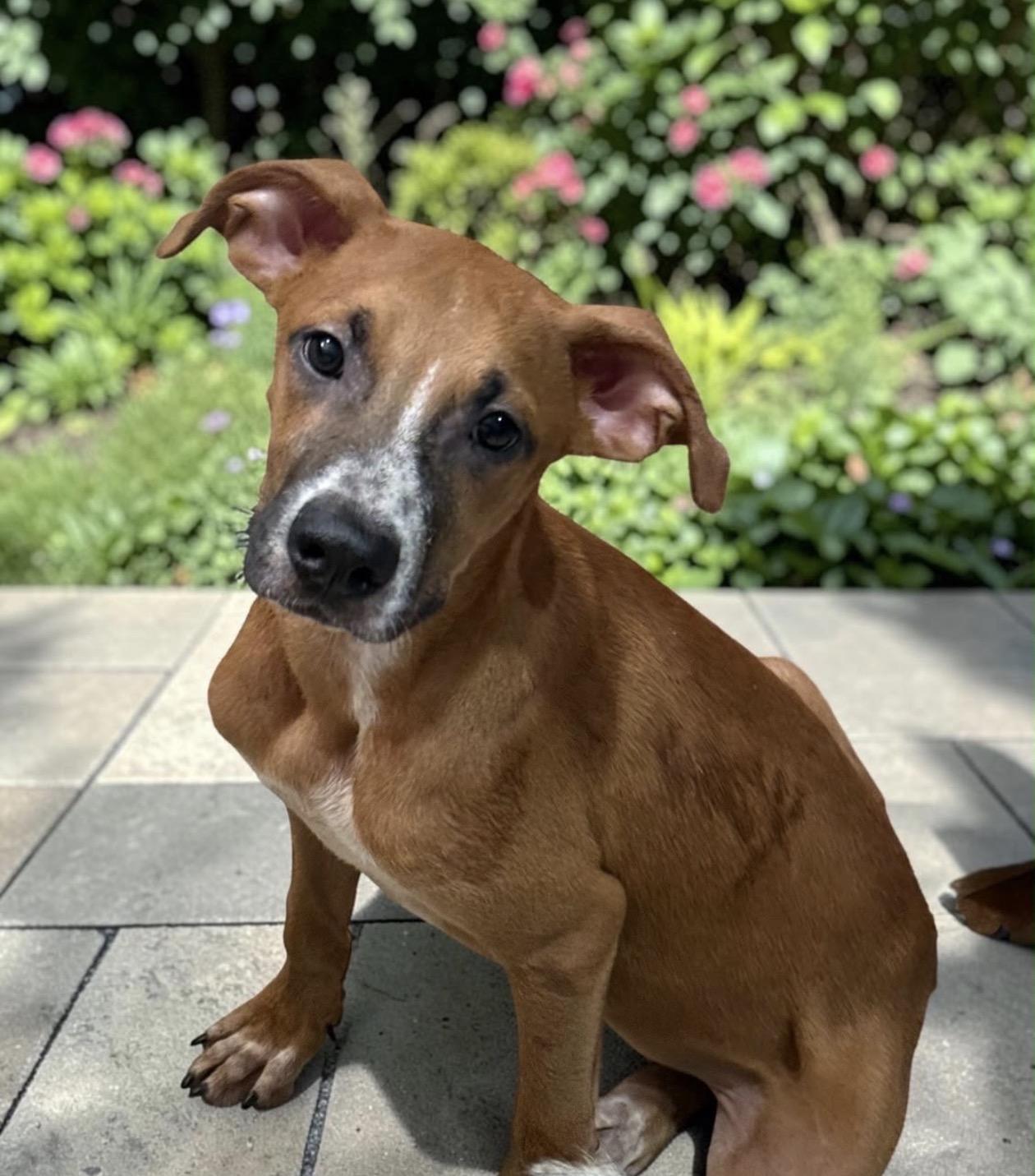 Eddie, ADOPTABLE, Puppy Male Terrier.