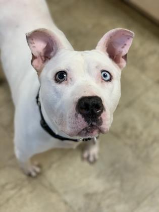 Jelly, Adoptable, Adult Female American Bulldog & Mixed Breed.