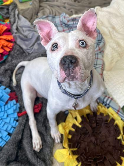 Jelly, Adoptable, Adult Female American Bulldog & Mixed Breed.