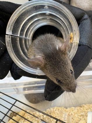 Nebraska, Adoptable, Adult Male Mouse.
