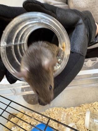 Enlarge Nebraska, a Adoptable Mouse in Bellevue, WA image 2/2