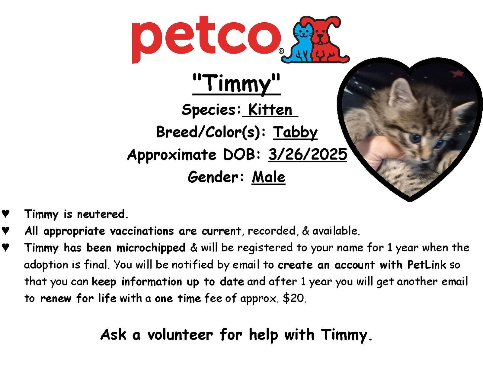 Hansel (AKA Timmy), a Adopted Tabby in Piedmont, MO image 1/3