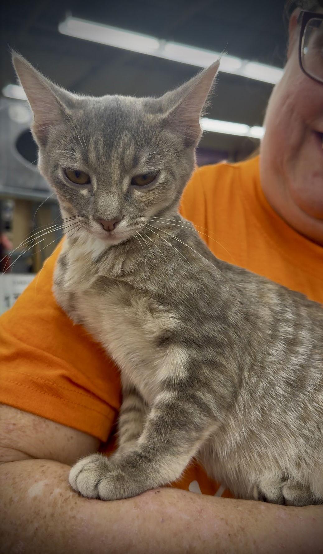 Hansel (AKA Timmy), a Adopted Tabby in Piedmont, MO image 2/3