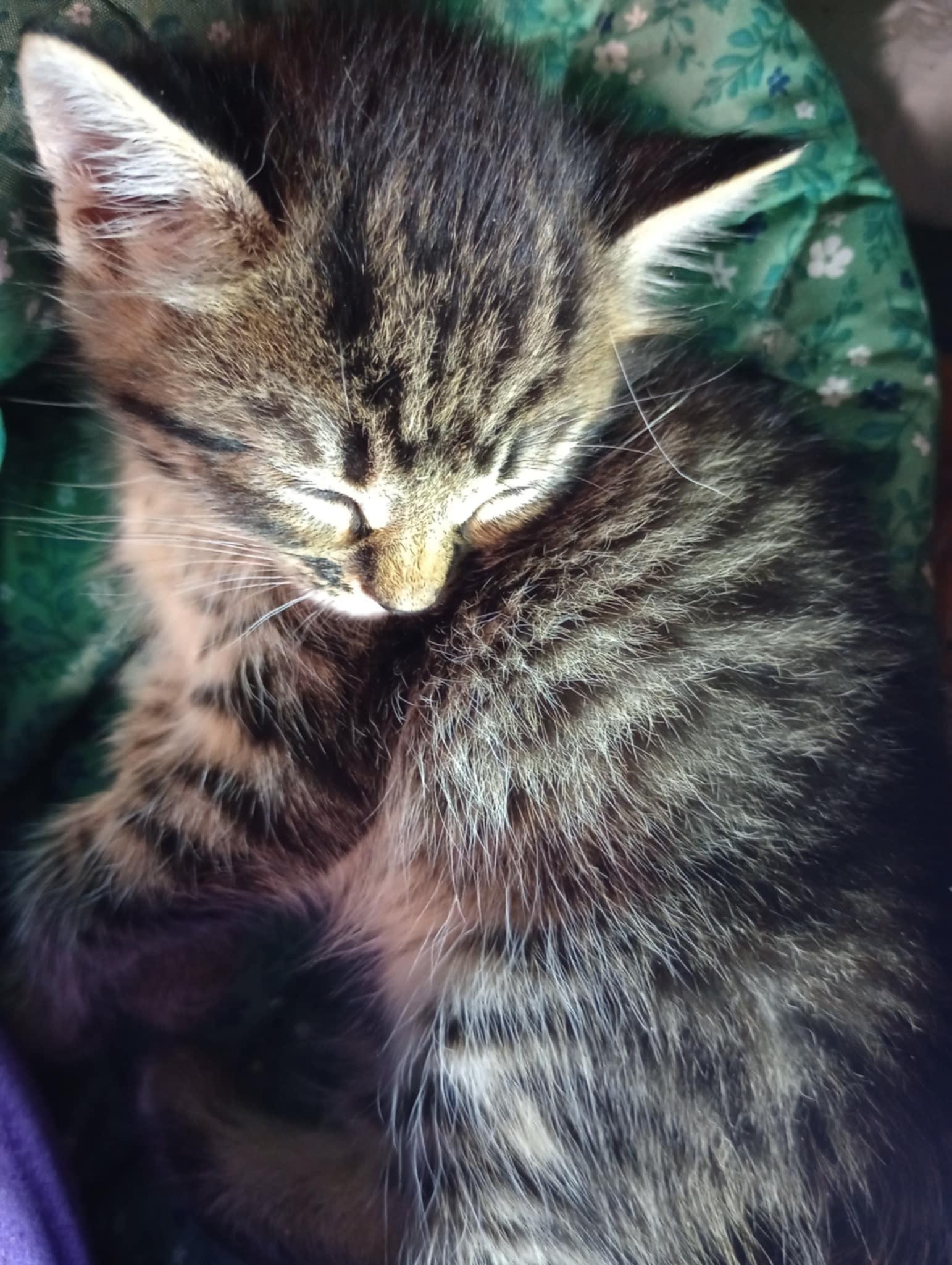 Hansel (AKA Timmy), a Adopted Tabby in Piedmont, MO image 3/3