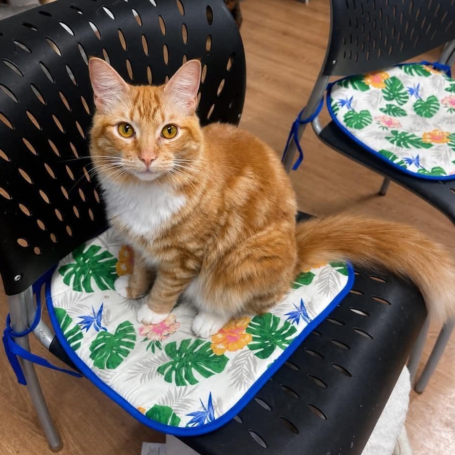 Bora, Adoptable, Adult Male Domestic Medium Hair.