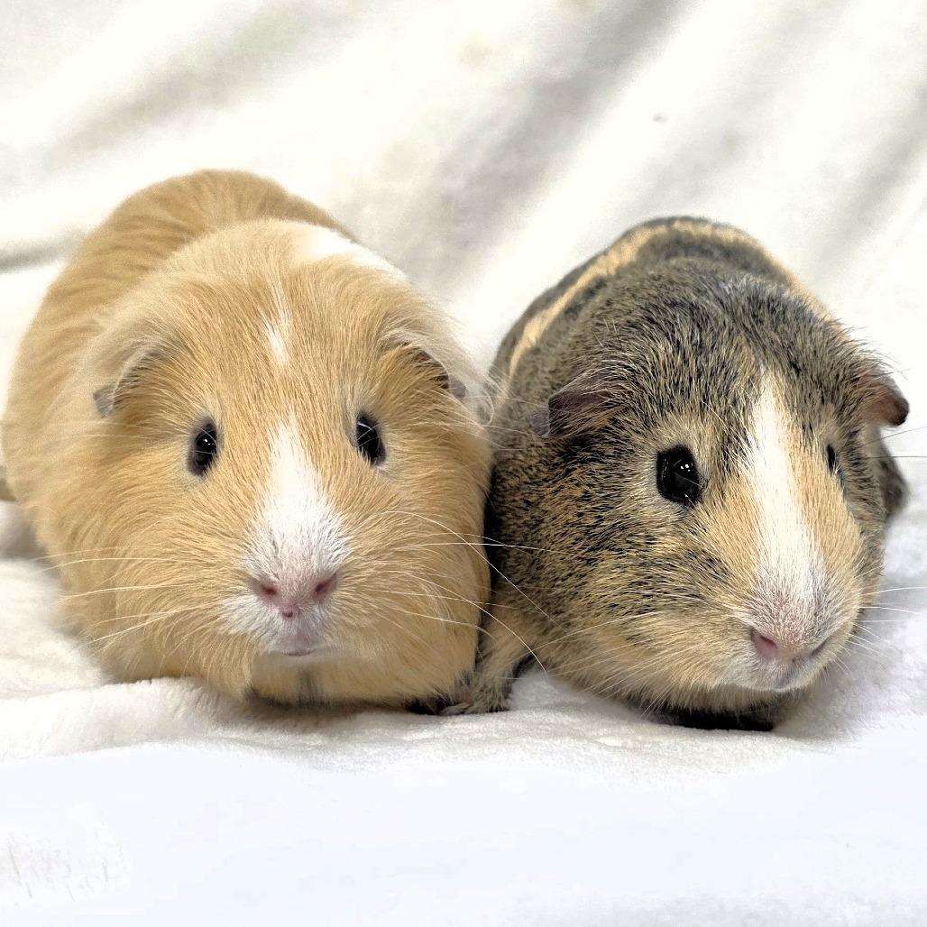 Chase, Adoptable, Young Male Guinea Pig.