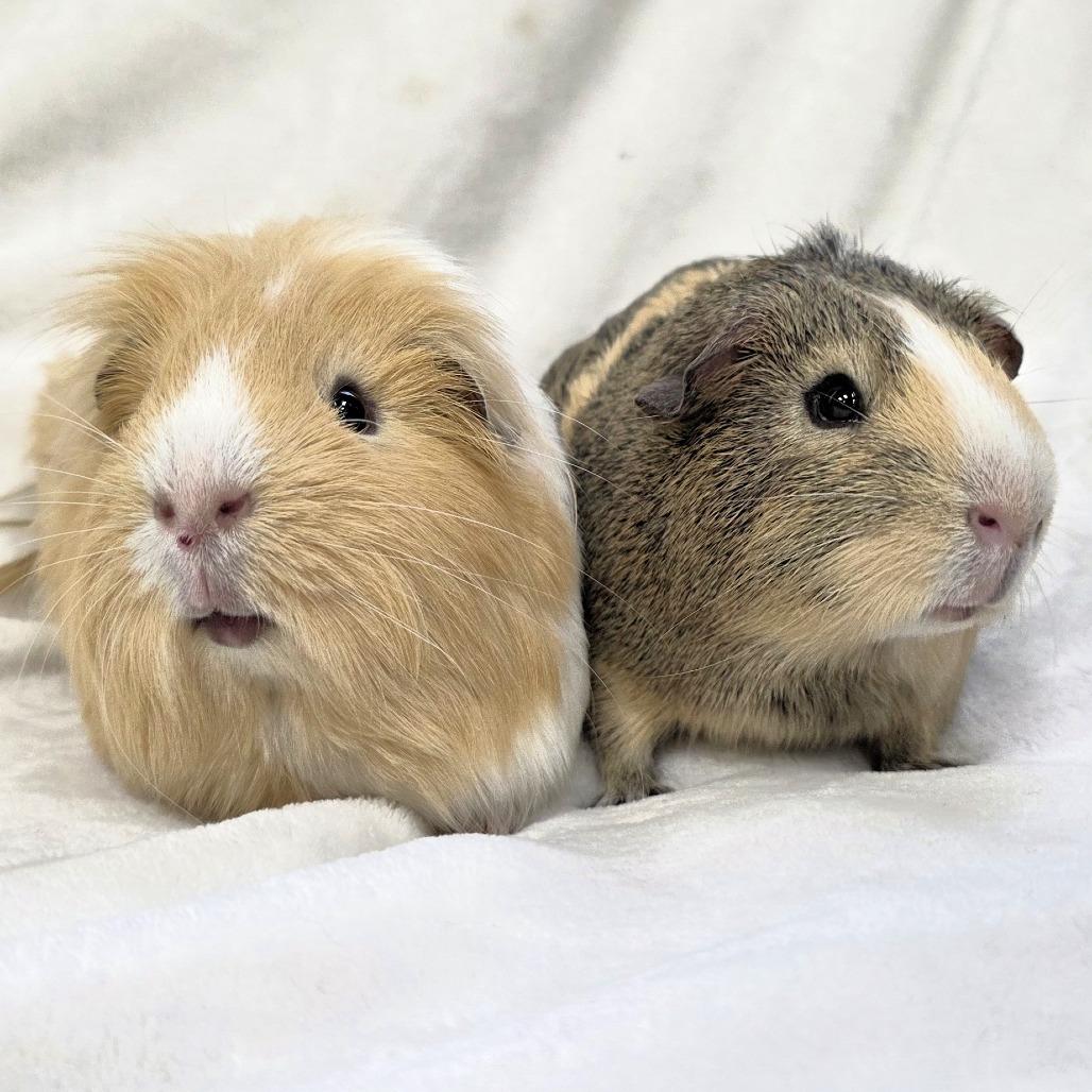 Enlarge Chase, a Adoptable Guinea Pig in Michigan City, IN image 2/6
