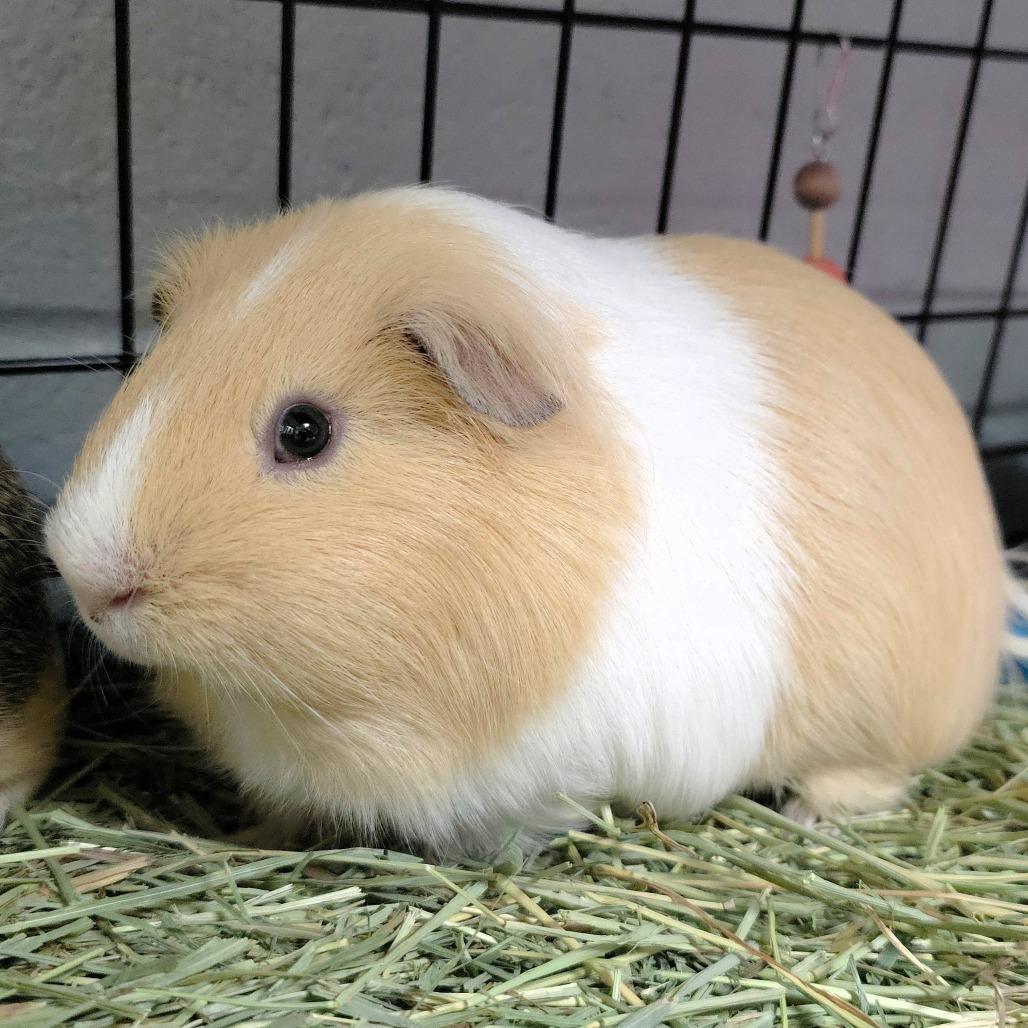 Enlarge Chase, a Adoptable Guinea Pig in Michigan City, IN image 3/6