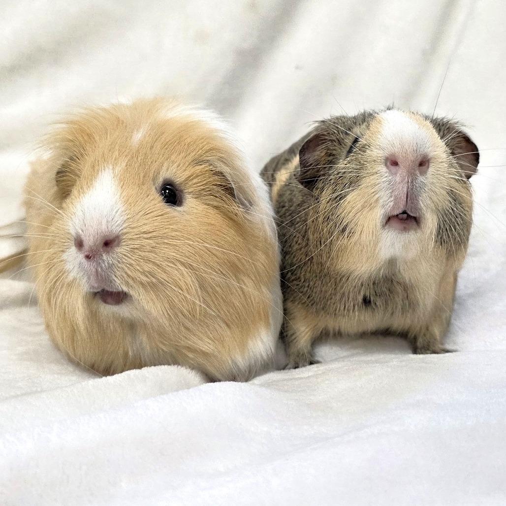 Enlarge Chase, a Adoptable Guinea Pig in Michigan City, IN image 4/6