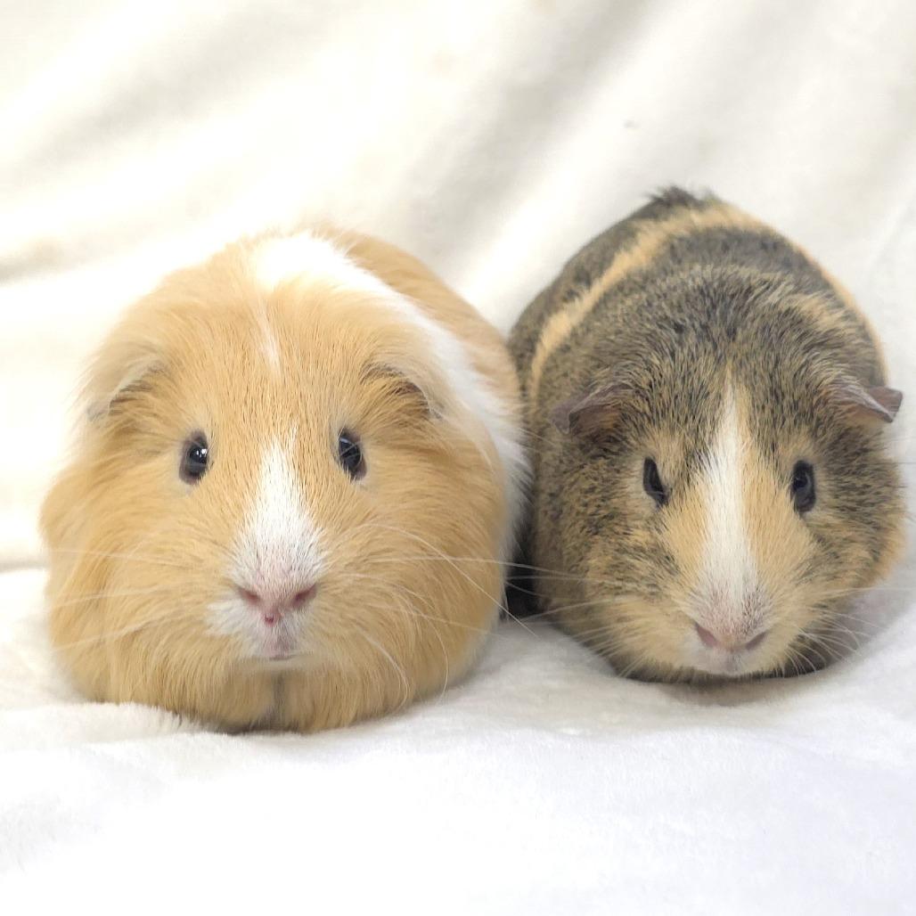 Enlarge Chase, a Adoptable Guinea Pig in Michigan City, IN image 5/6