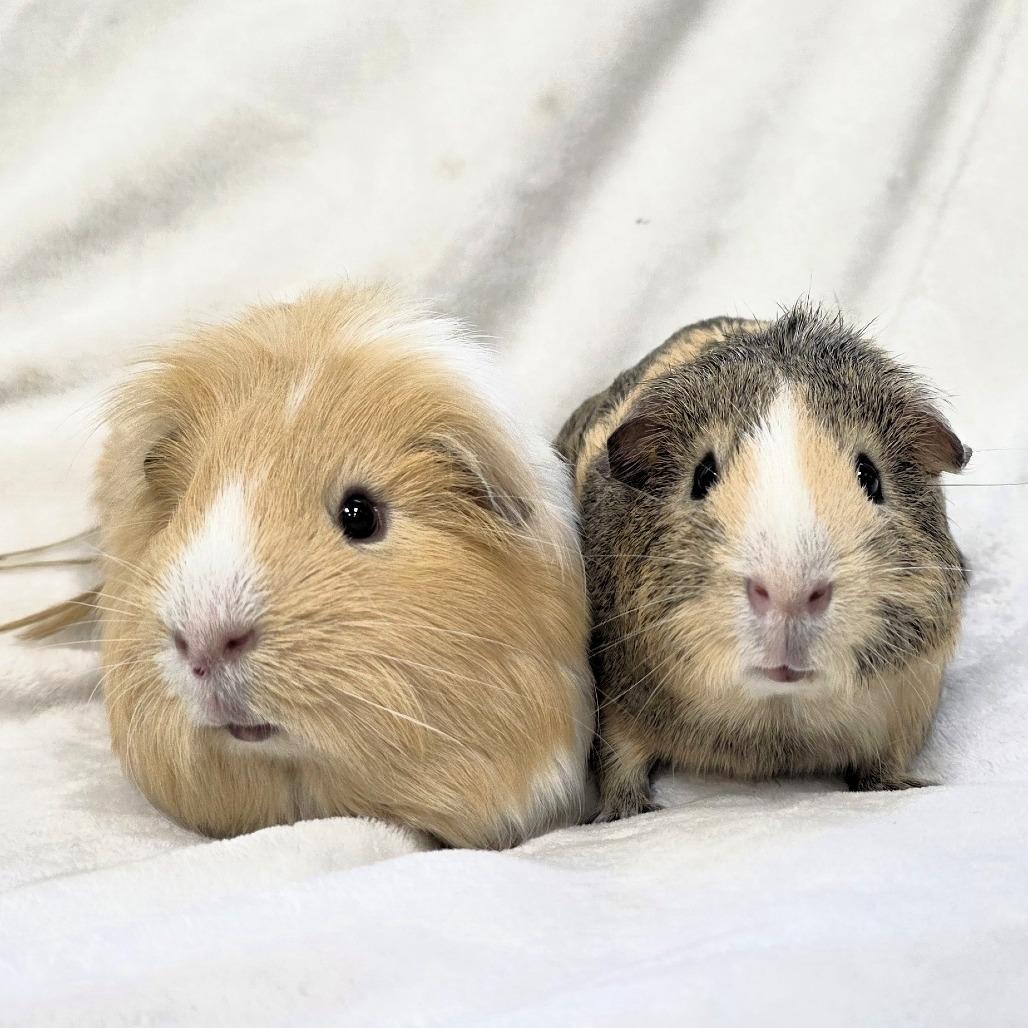 Enlarge Chase, a Adoptable Guinea Pig in Michigan City, IN image 6/6