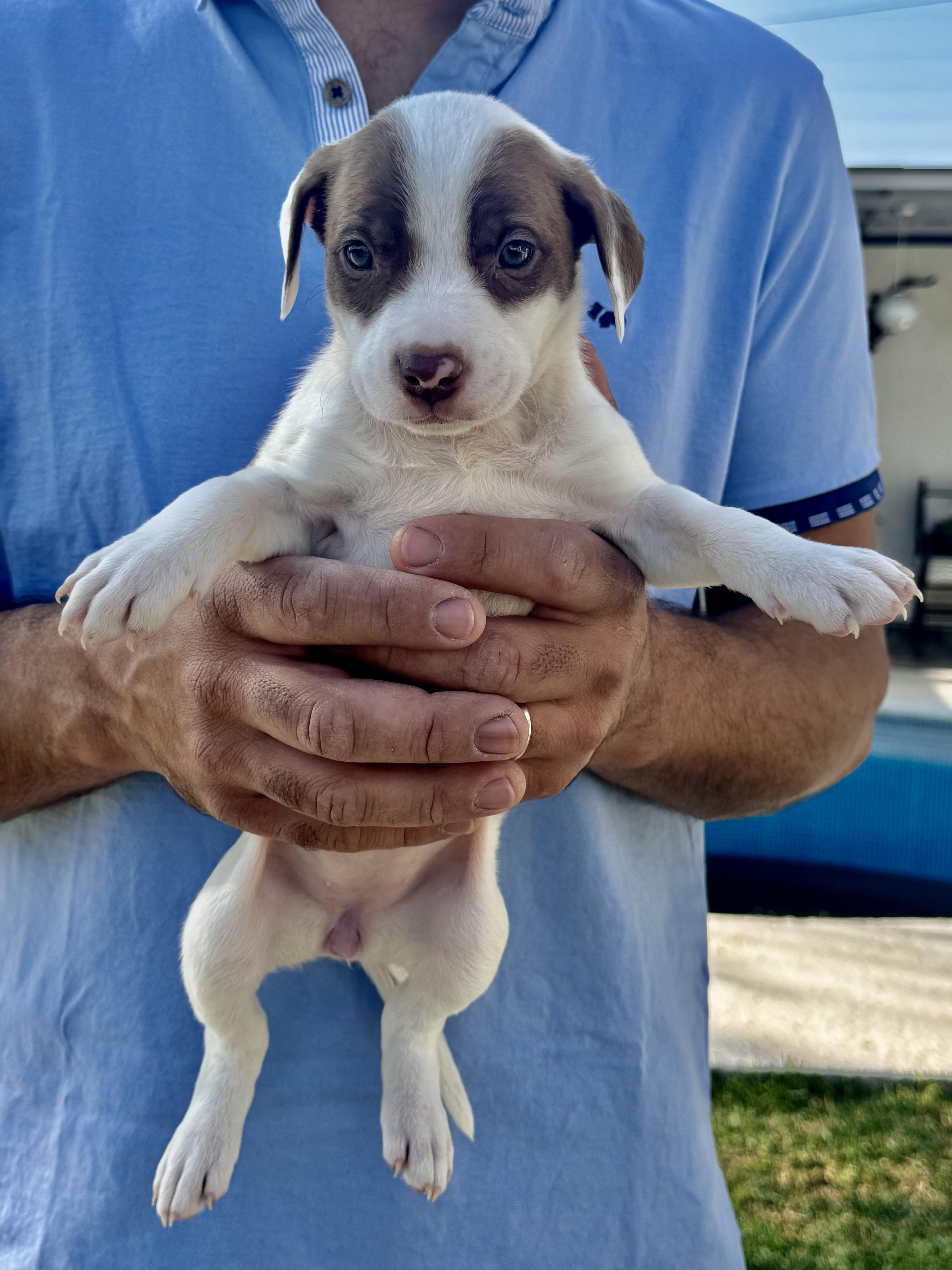 Phoebe — thumbnail 4