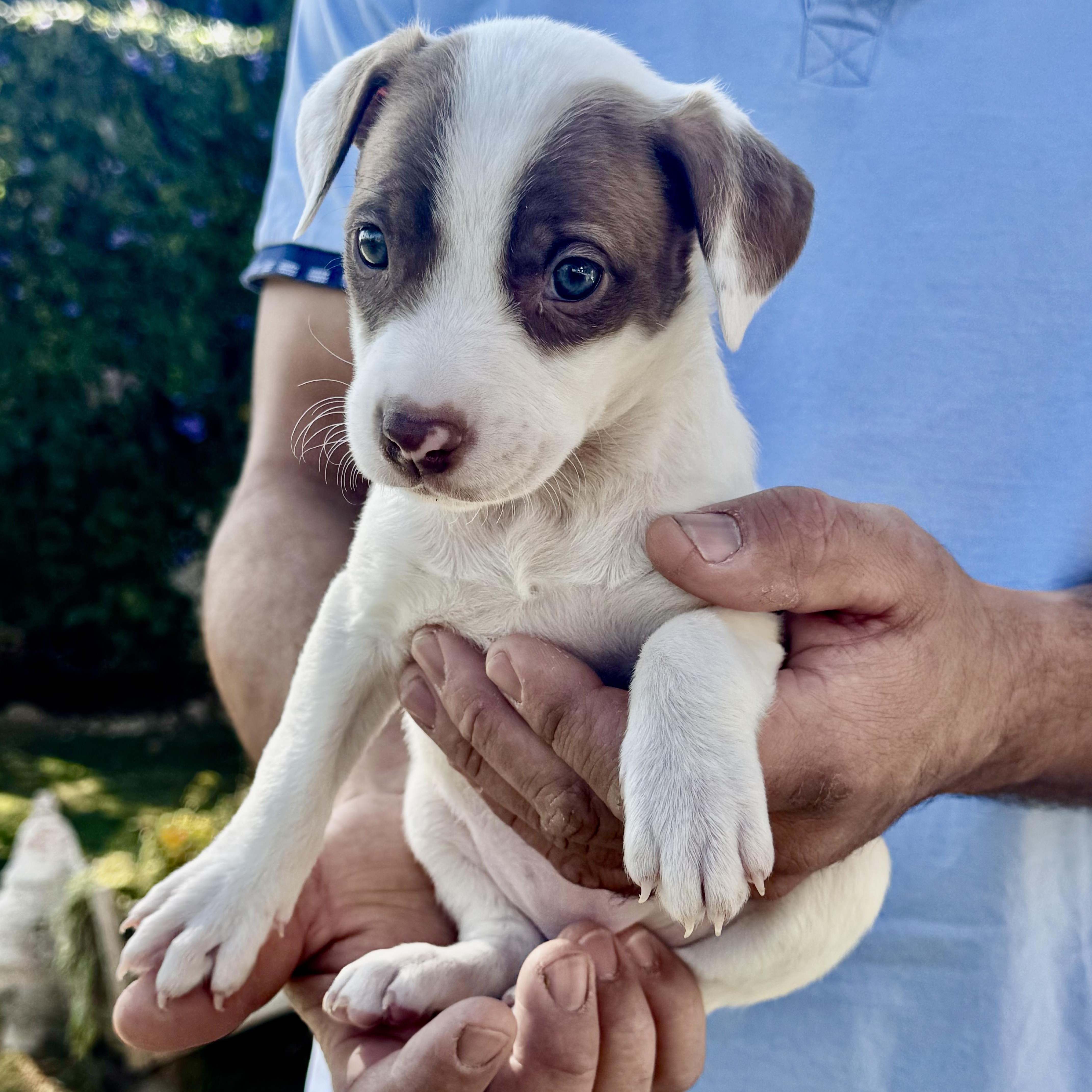 Phoebe — thumbnail 5