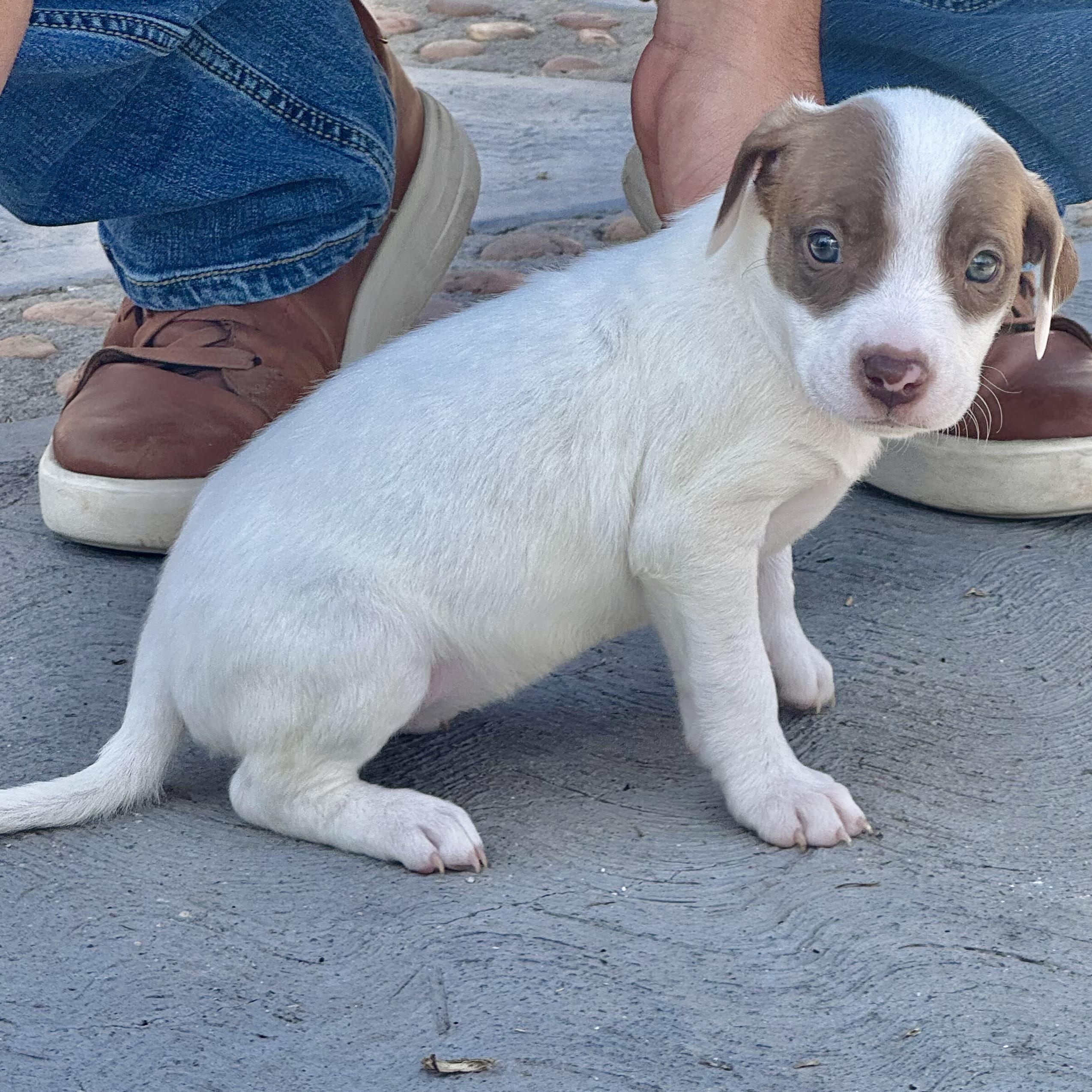 Phoebe — thumbnail 6