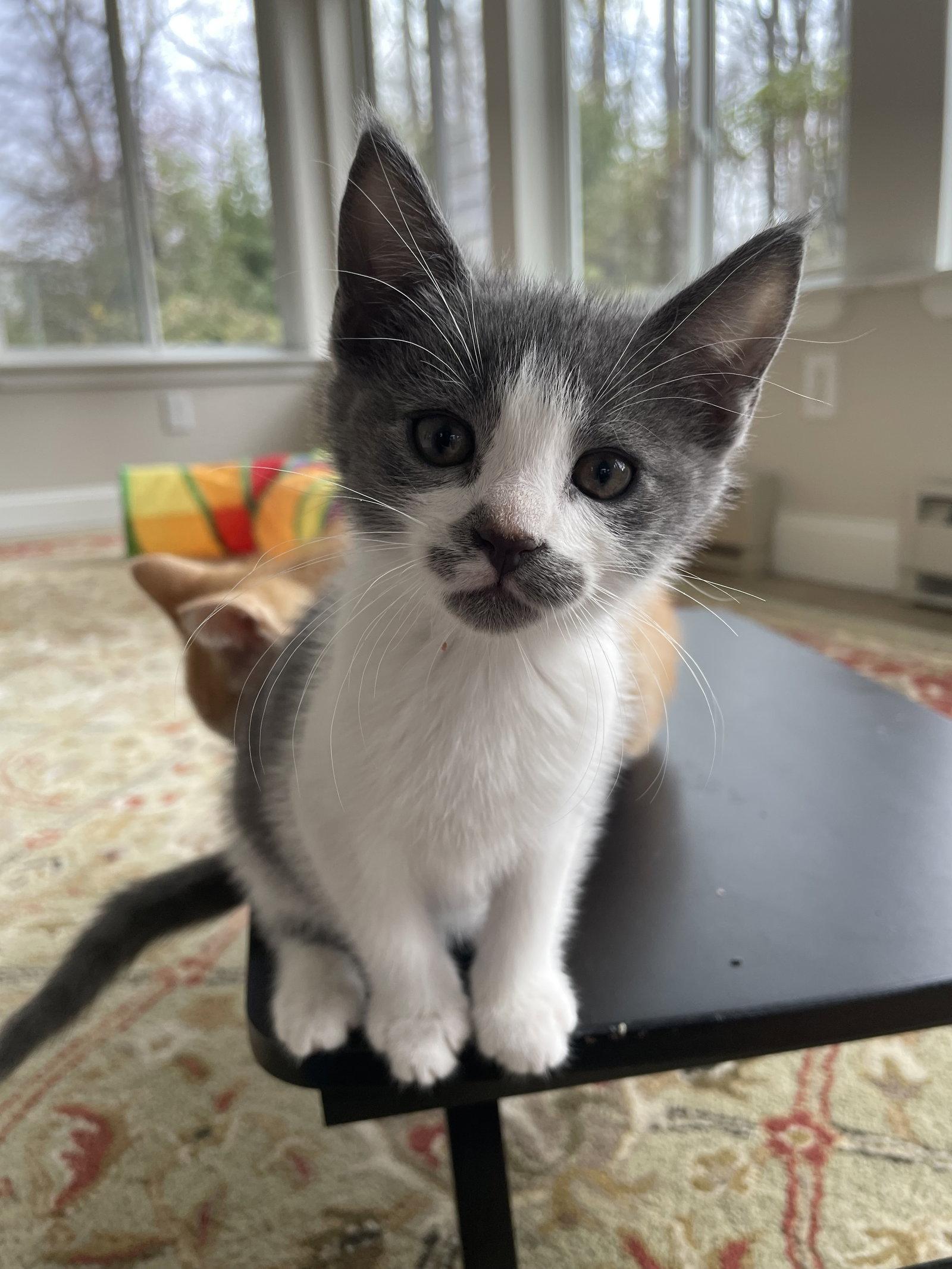 Enlarge Chow Mein, a Adopted Domestic Short Hair in Broomall, PA image 1/3