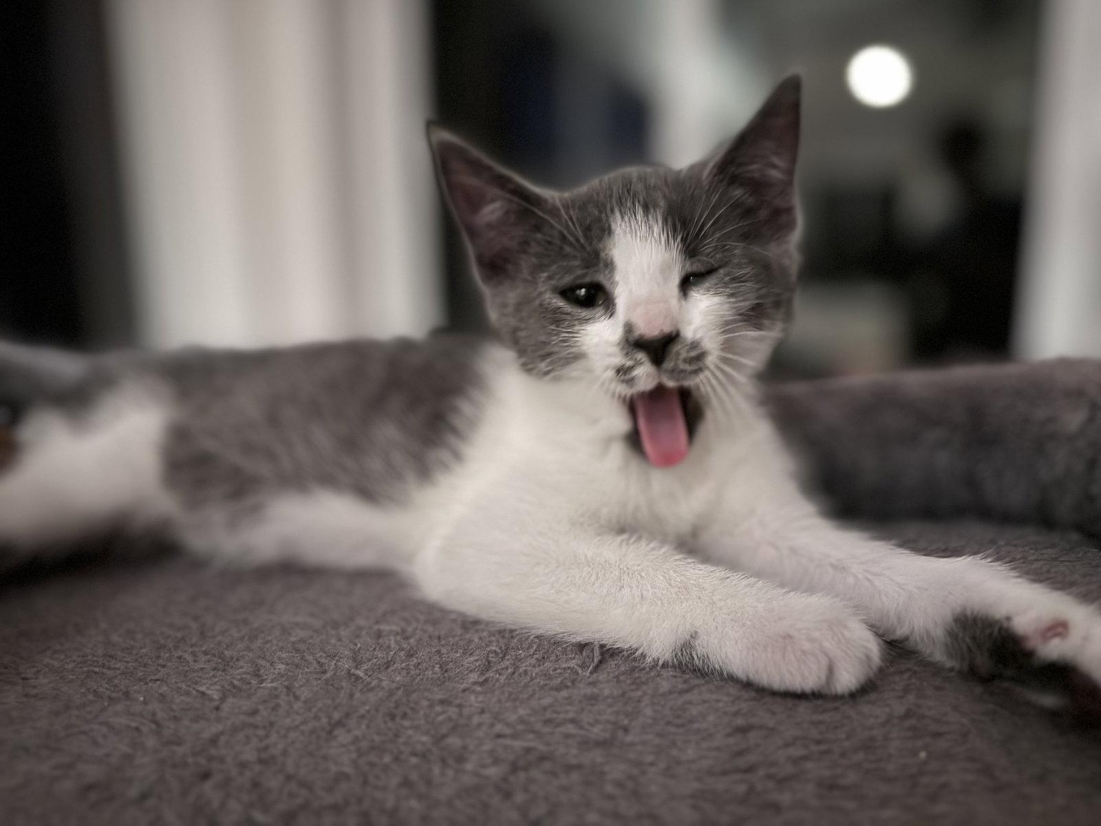 Enlarge Chow Mein, a Adopted Domestic Short Hair in Broomall, PA image 2/3