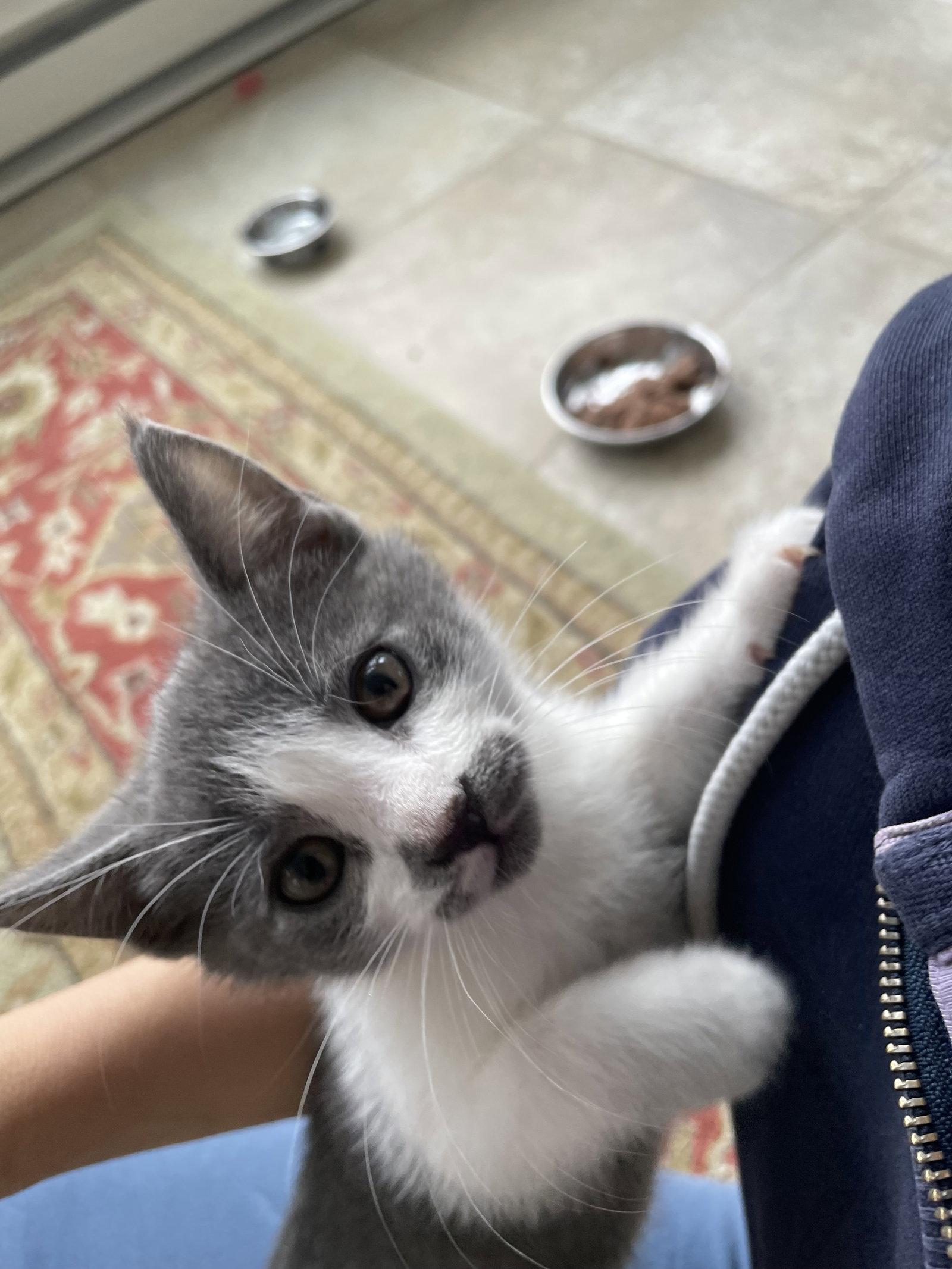 Enlarge Chow Mein, a Adopted Domestic Short Hair in Broomall, PA image 3/3