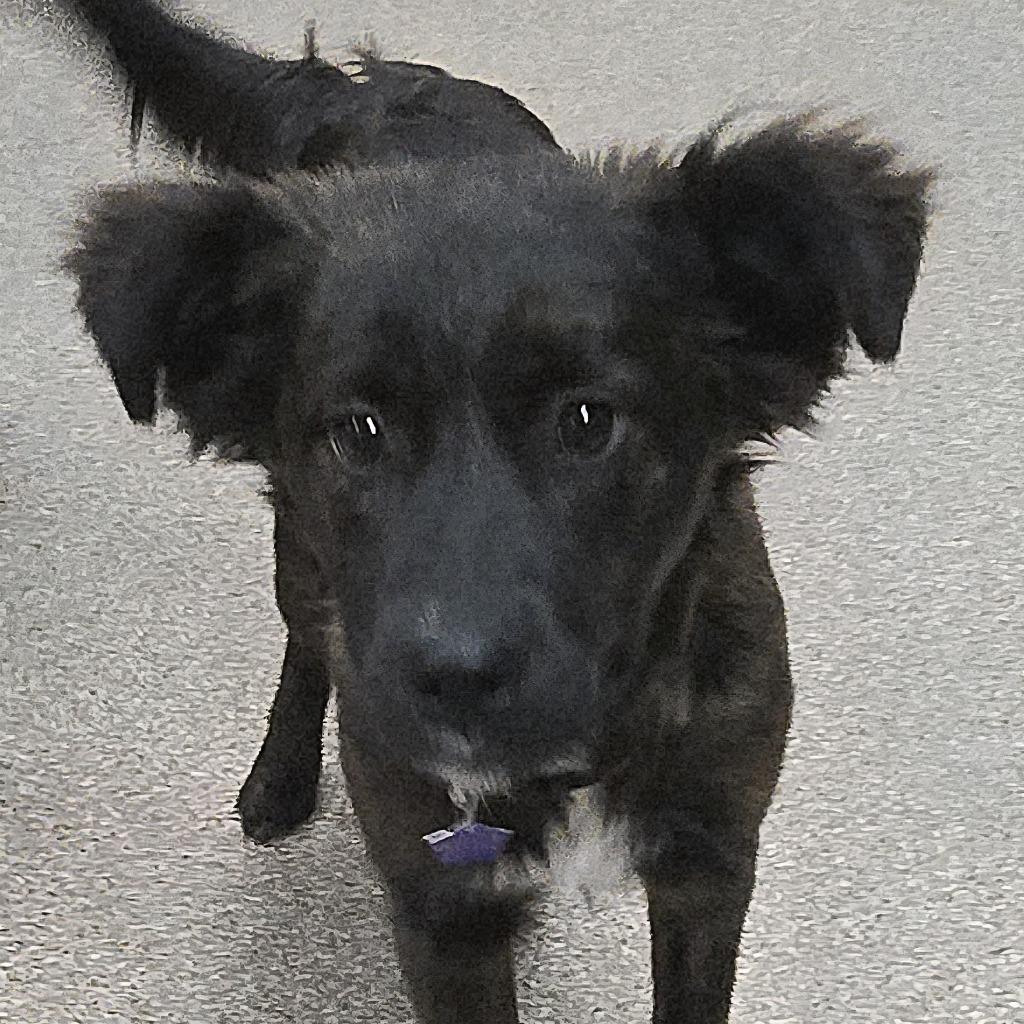 Mocha, a Adoptable Collie in Spooner, WI image 1/3