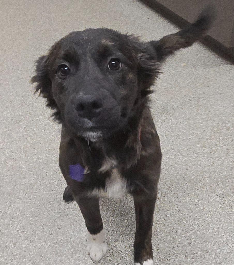 Mocha, a Adoptable Collie in Spooner, WI image 2/3