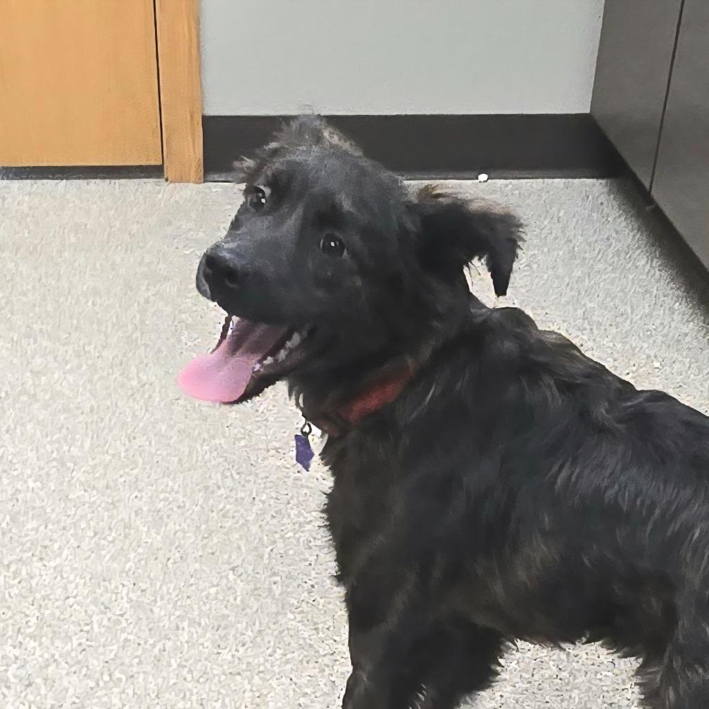 Mocha, a Adoptable Collie in Spooner, WI image 3/3