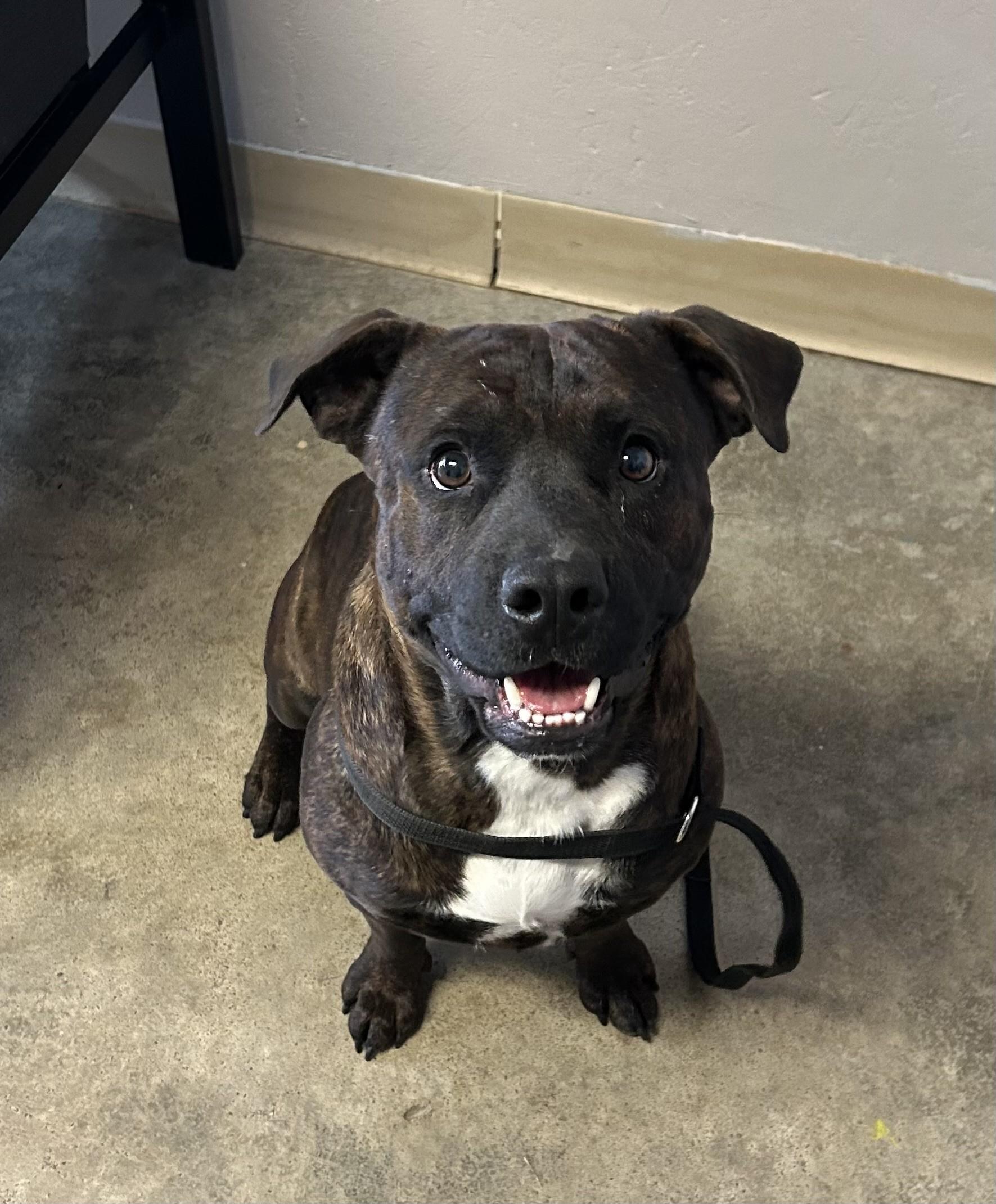 Ziggie, a Adoptable mixed breed in Grove, OK image 1/2