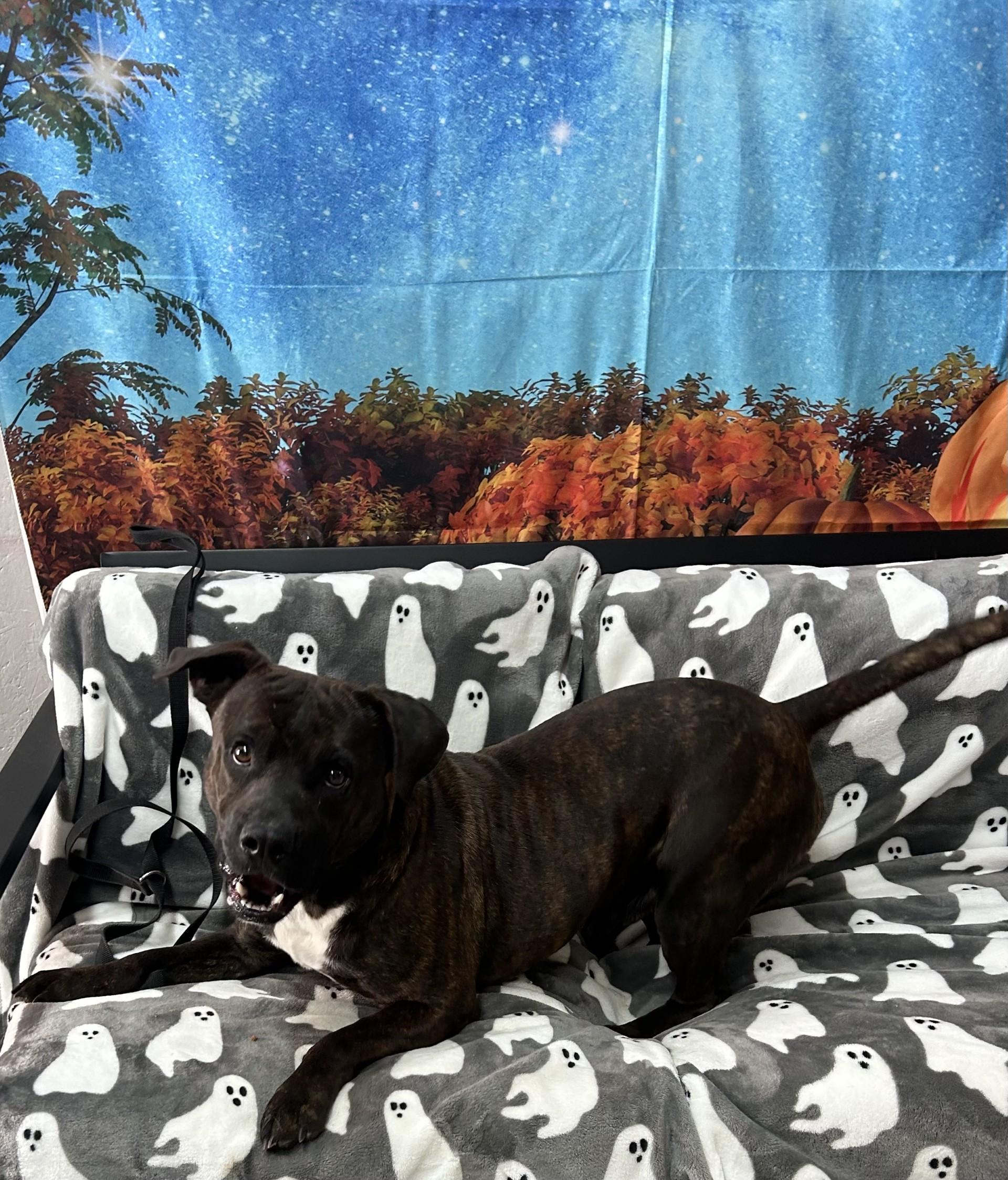 Ziggie, a Adoptable mixed breed in Grove, OK image 2/2