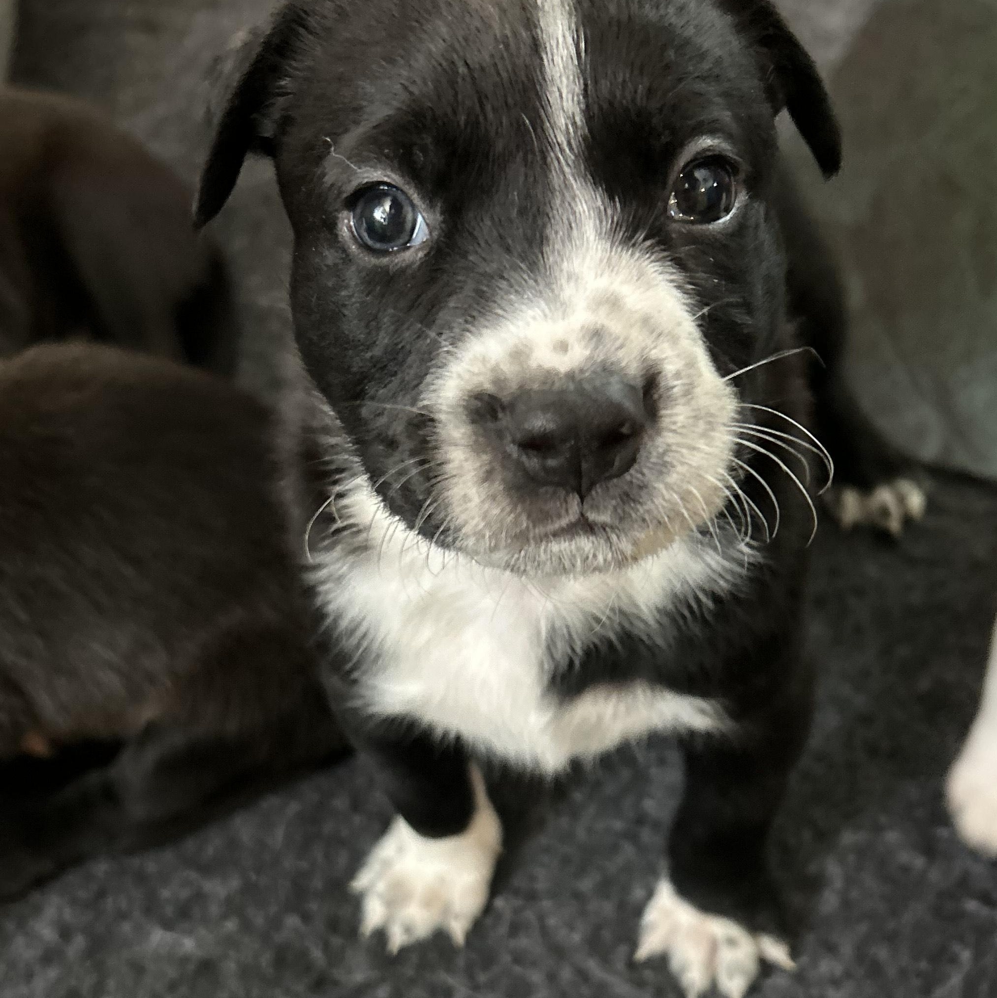 Rocket, Baby Male American Staffordshire Terrier