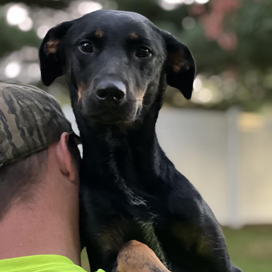 Lilly, Adoptable, Young Female Chocolate Labrador Retriever & Australian Cattle Dog / Blue Heeler.
