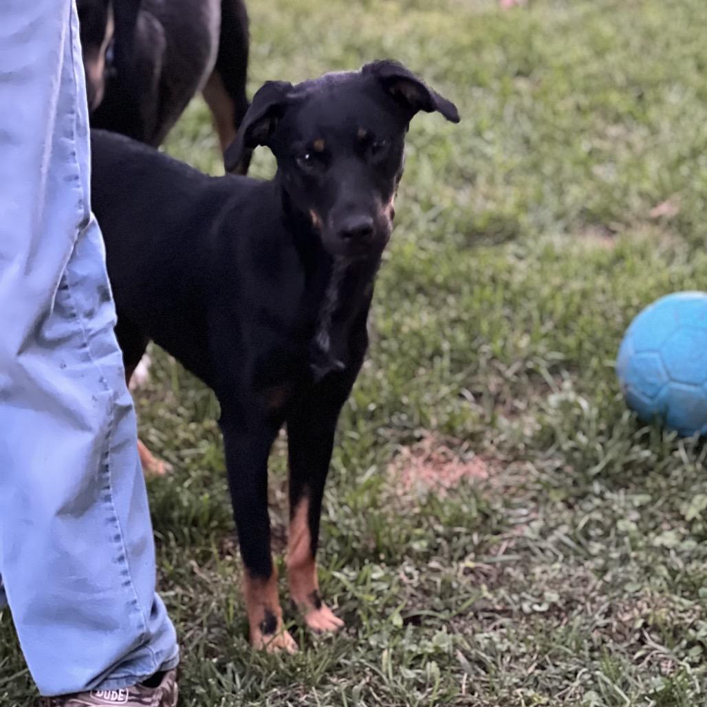 Enlarge Lilly, a Adoptable mixed breed in Silver Spring, MD image 2/5