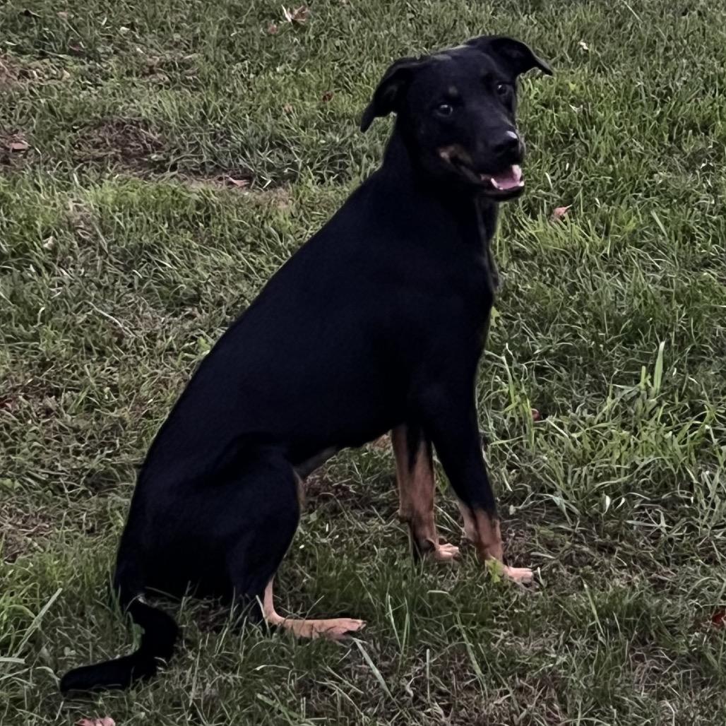 Enlarge Lilly, a Adoptable mixed breed in Silver Spring, MD image 3/5