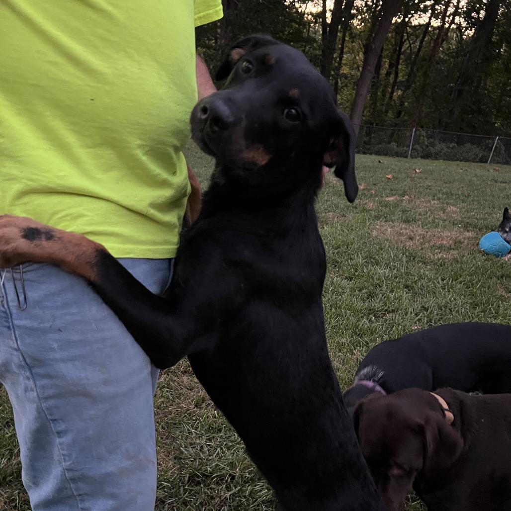 Enlarge Lilly, a Adoptable mixed breed in Silver Spring, MD image 4/5