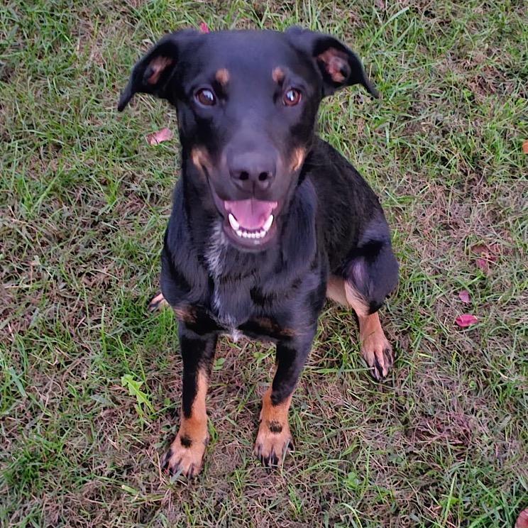 Enlarge Lilly, a Adoptable mixed breed in Silver Spring, MD image 5/5