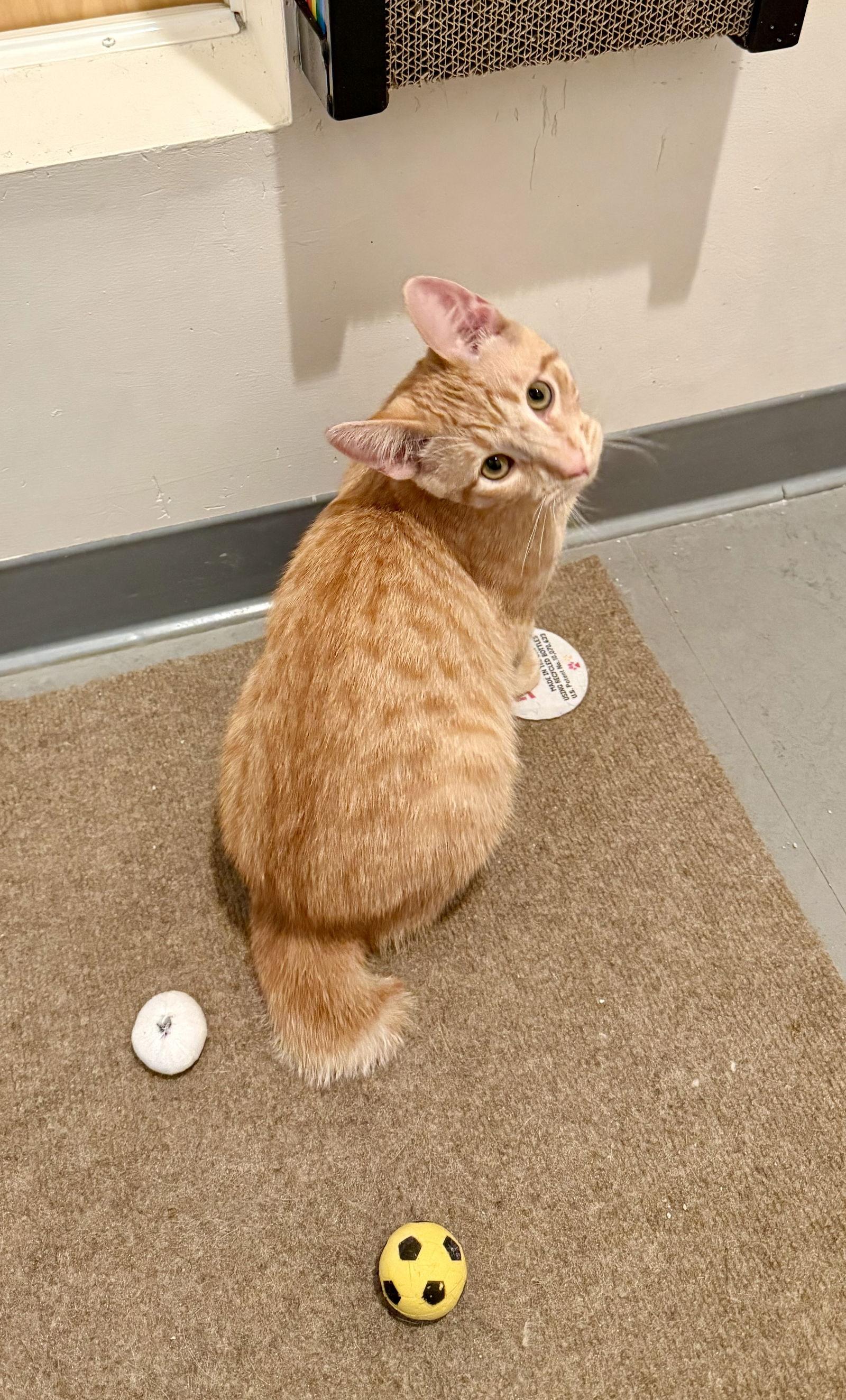 Rudy (Bonded with Hermey), Adopted, Young Male Domestic Short Hair.