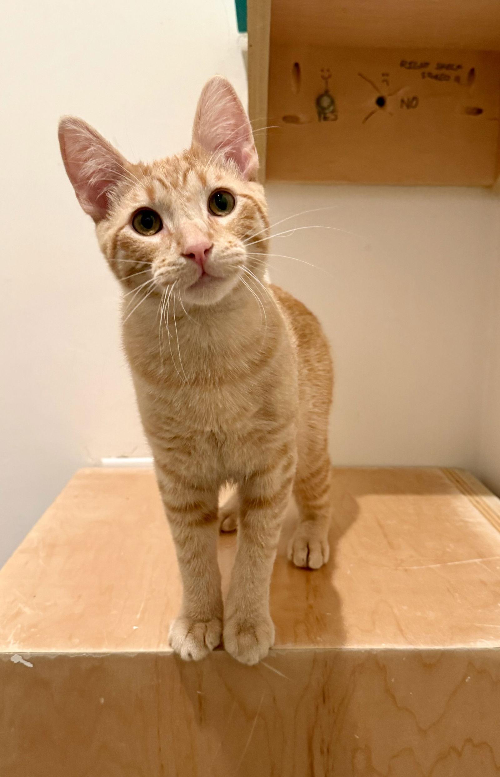 Rudy (Bonded with Hermey), a Adopted Domestic Short Hair in Oakland, CA image 2/3