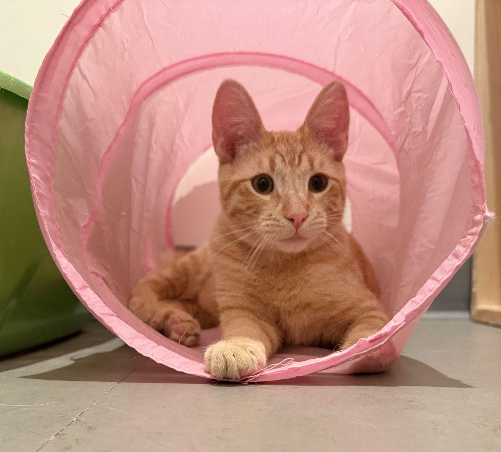 Rudy (Bonded with Hermey), a Adopted Domestic Short Hair in Oakland, CA image 3/3