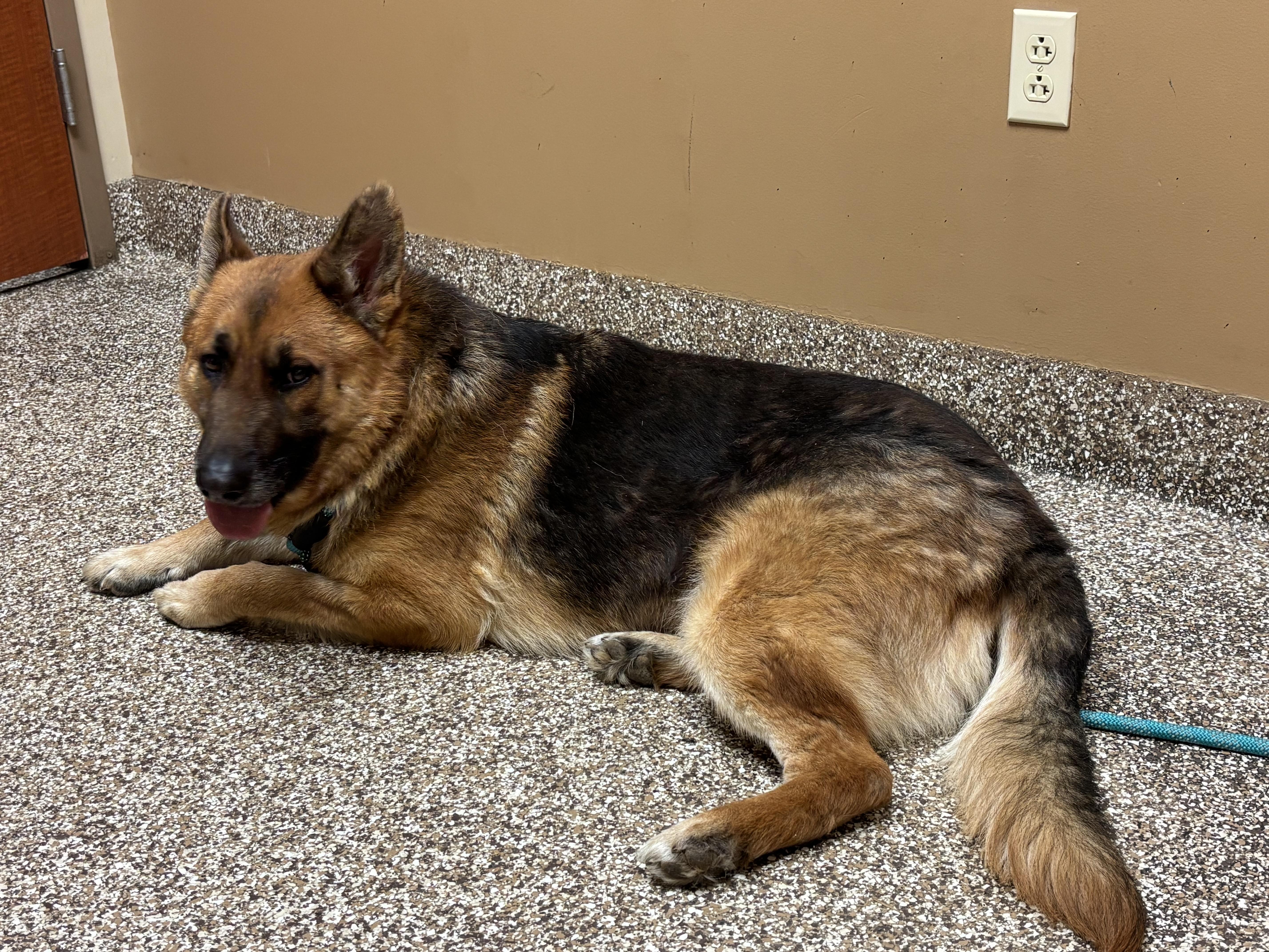 Enlarge Harrison, a ADOPTABLE mixed breed in Lucasville, OH image 2/3