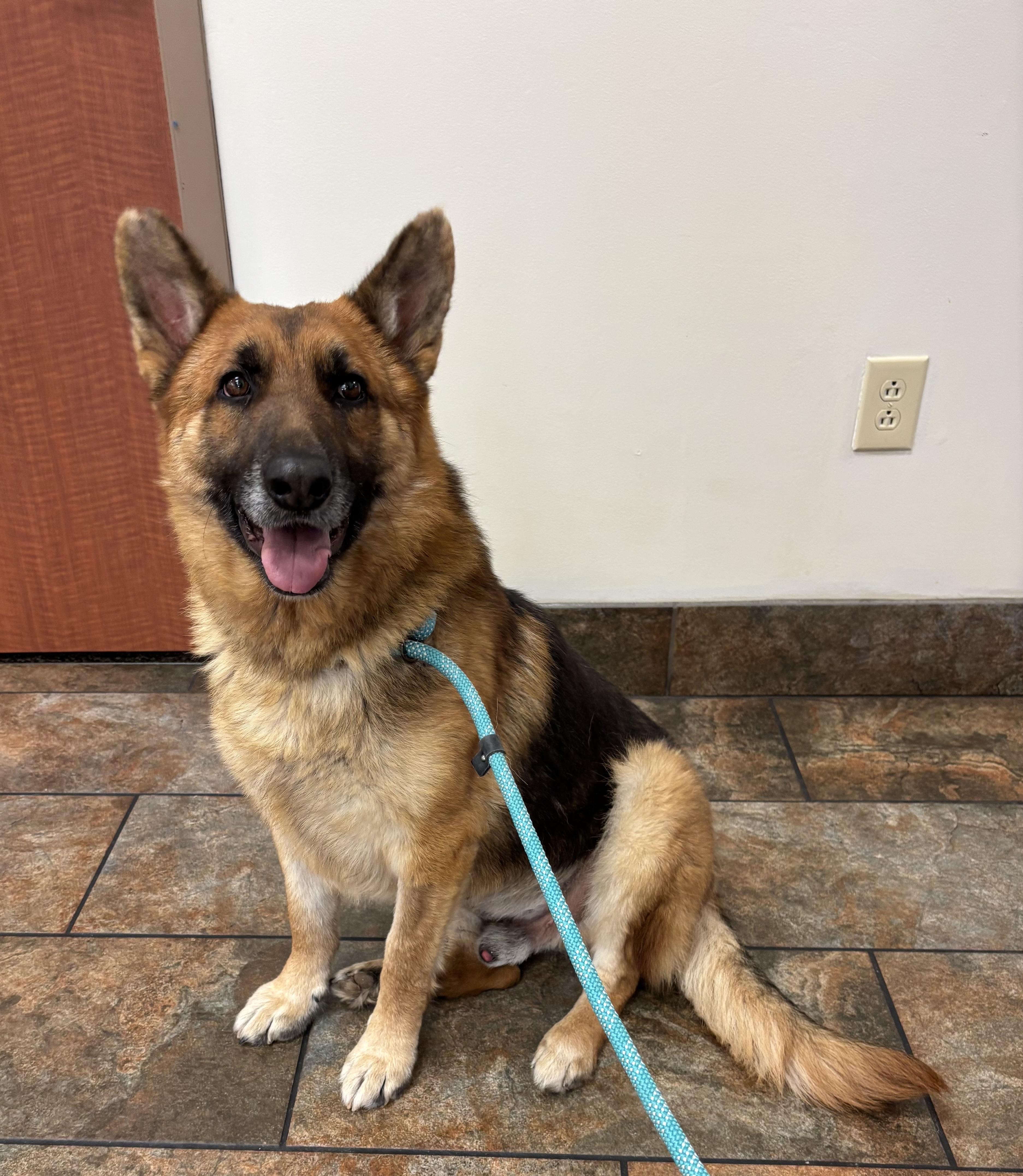 Enlarge Harrison, a ADOPTABLE mixed breed in Lucasville, OH image 1/3