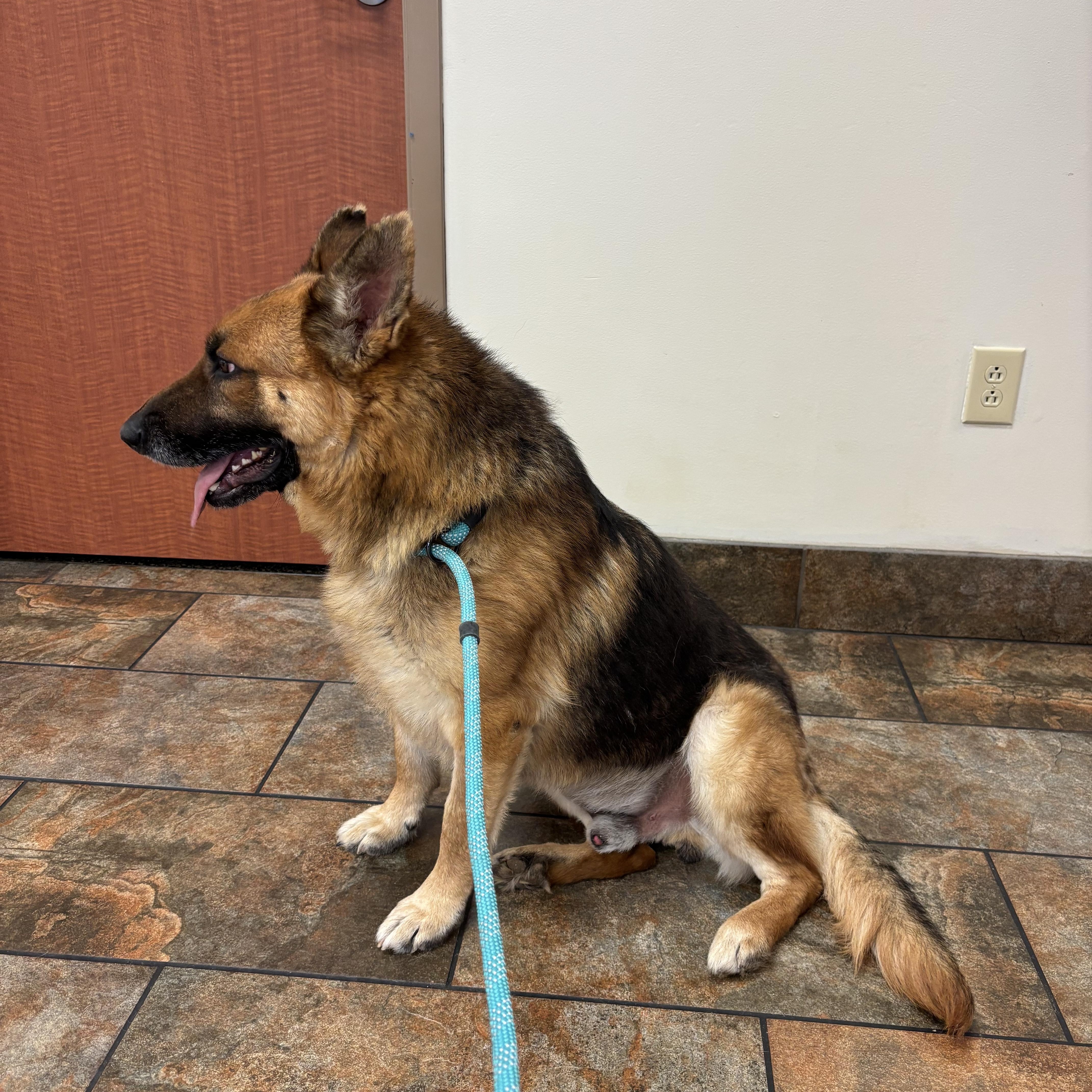 Enlarge Harrison, a ADOPTABLE mixed breed in Lucasville, OH image 3/3